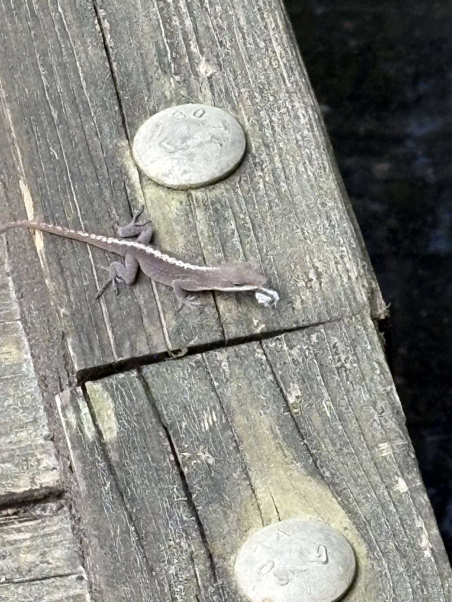 A small lizard rests on a wooden surface near two coins.