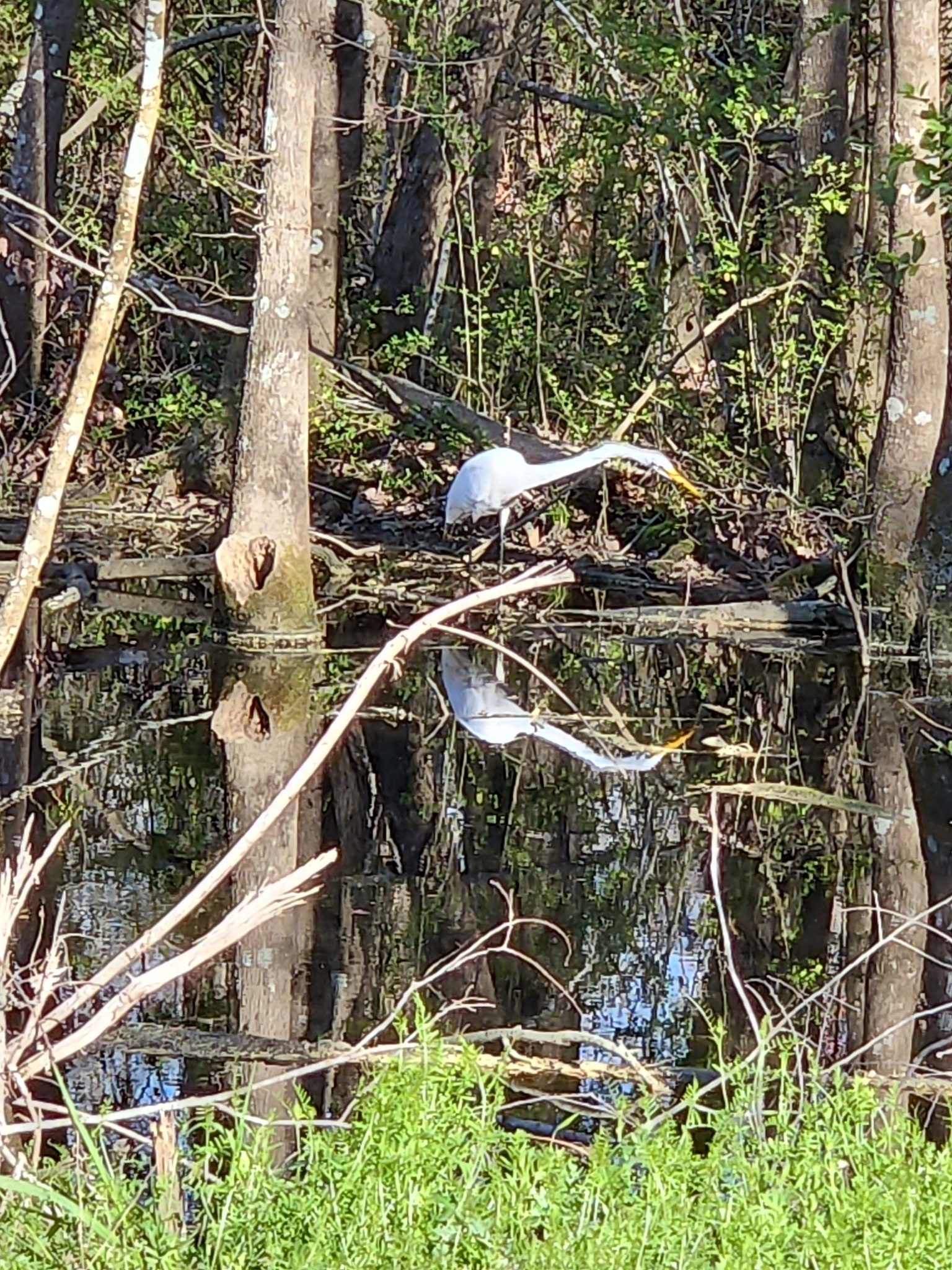 A great egret stands near water, surrounded by trees and reflections in the calm surface.