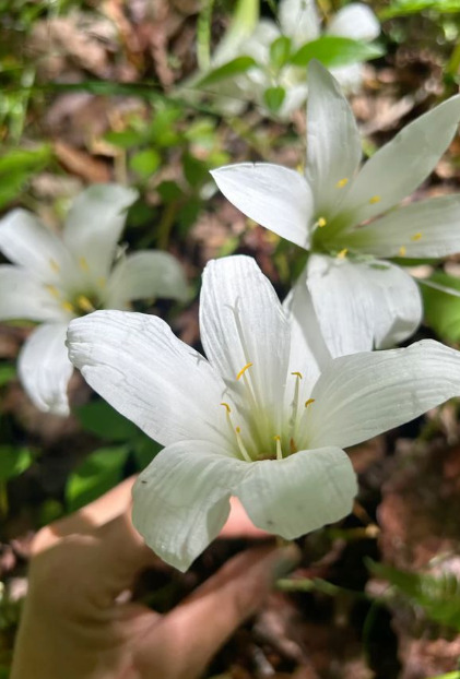 A hand holds a white flower with yellow stamens, surrounded by green foliage and other flowers.
