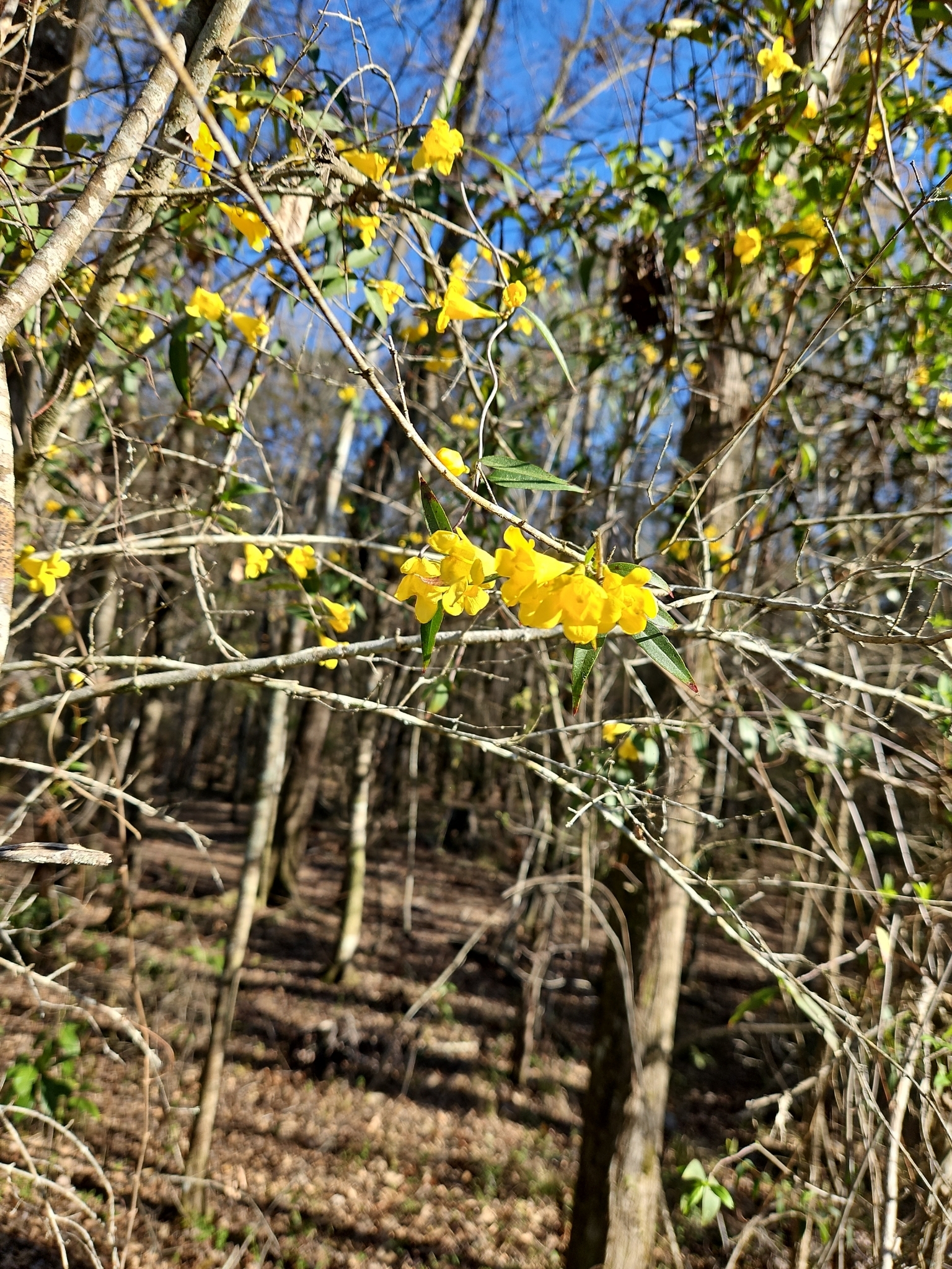 Yellow flowers bloom among bare branches in a wooded area under a clear blue sky.