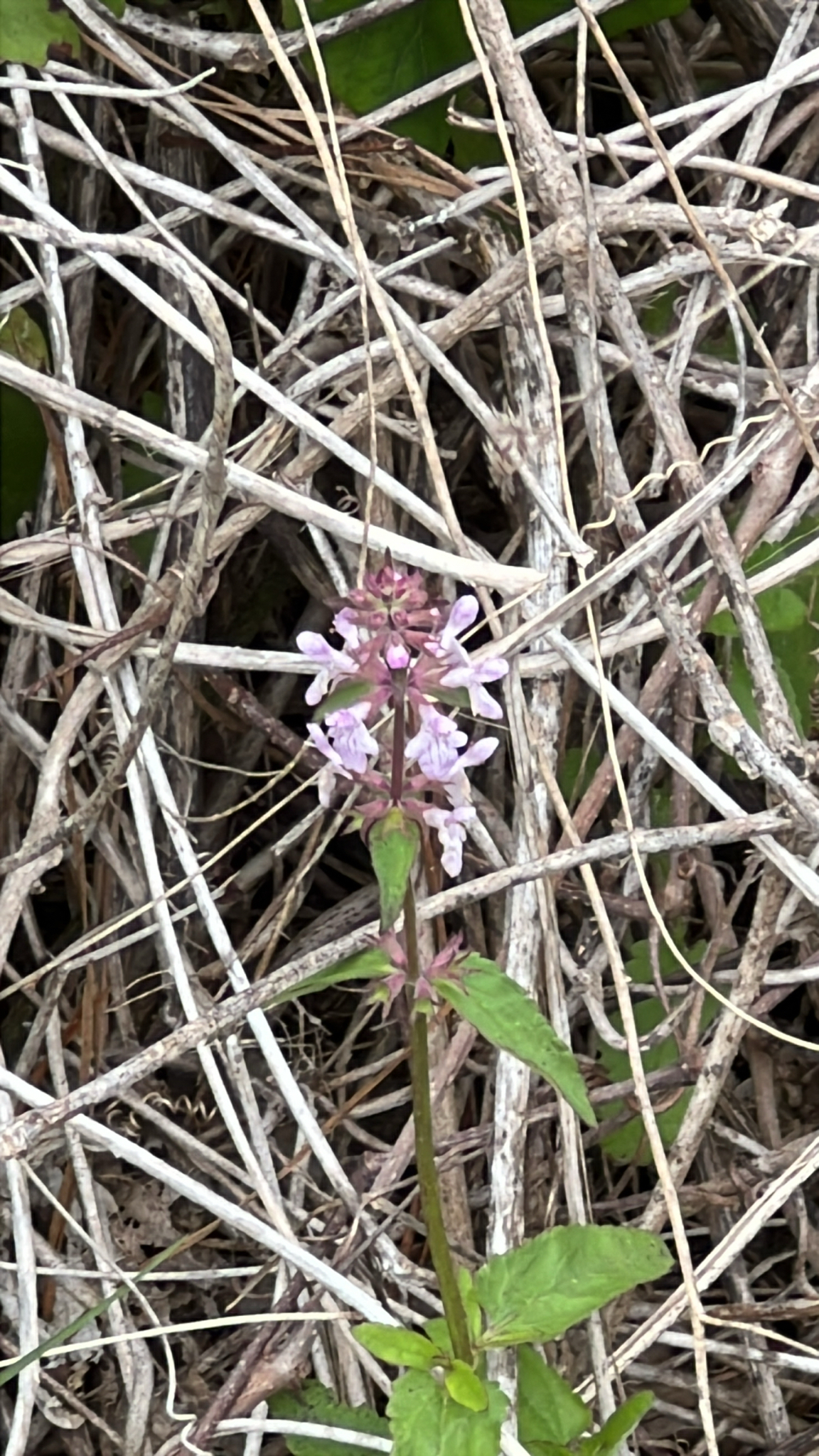 A pink flower grows among tangled brown twigs and green leaves.