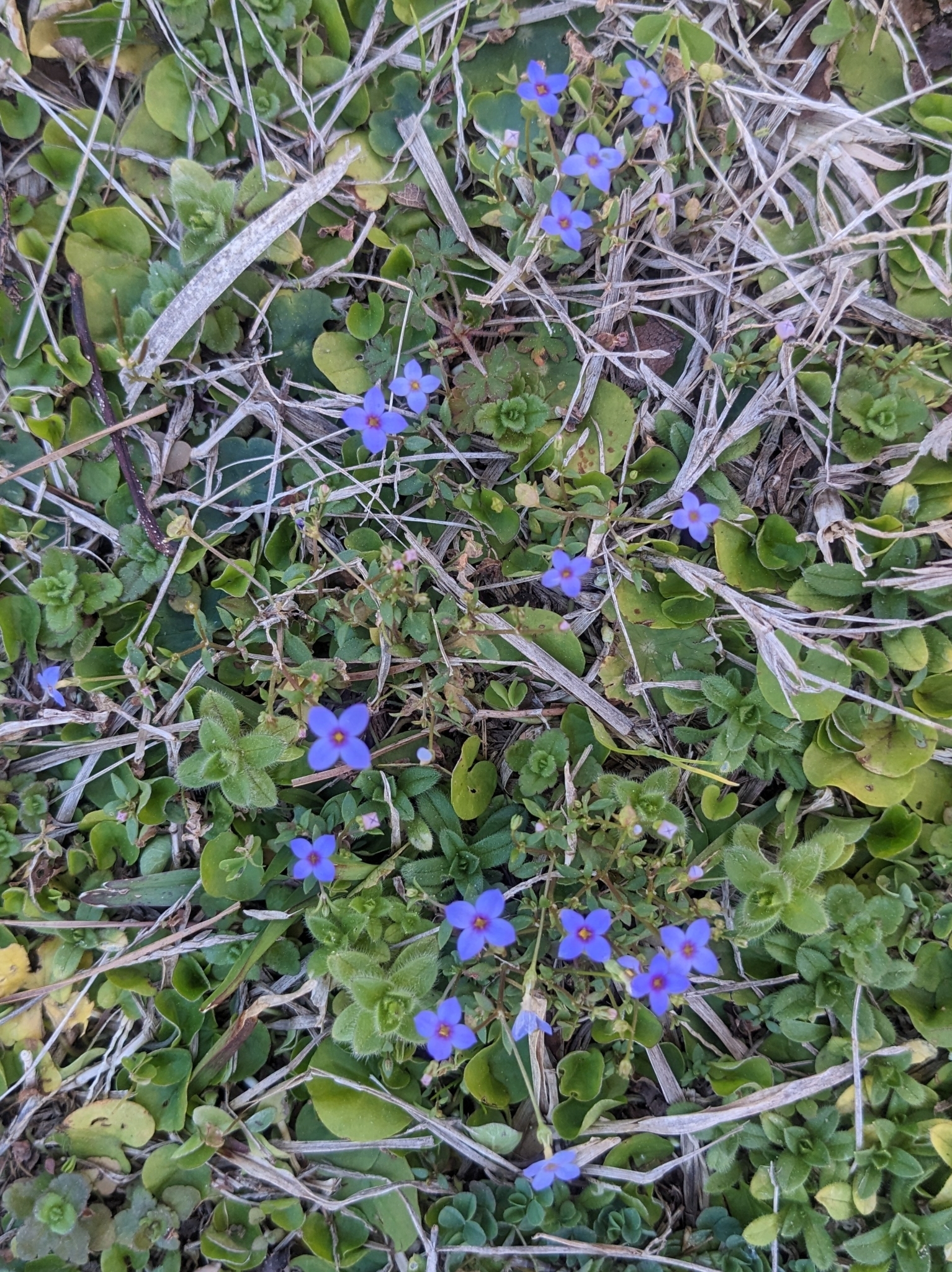 Clusters of small purple flowers among green leaves and dry grass.