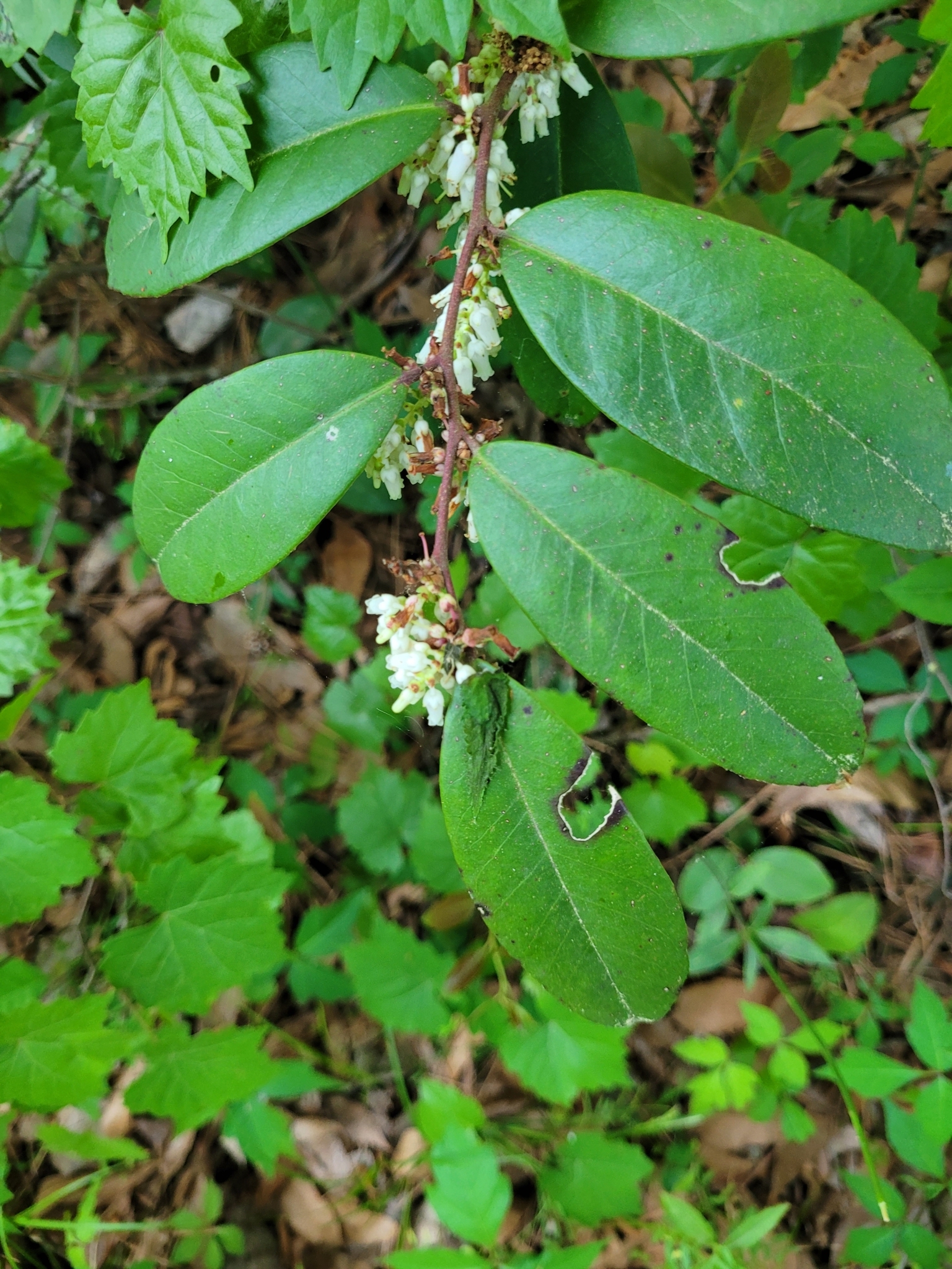 Green leaves with white flowers grow on a slender stem among various plants on the forest floor.