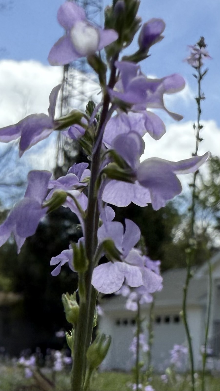 Close-up of purple flowers with a house and cloudy sky in the background.