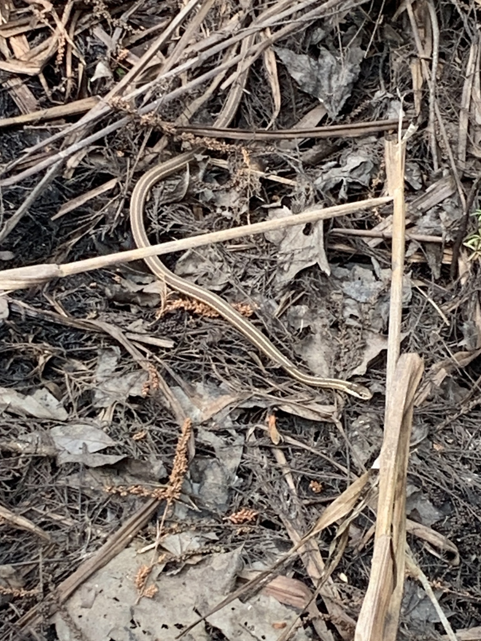 A slender snake blends into dry leaves and twigs on the ground.
