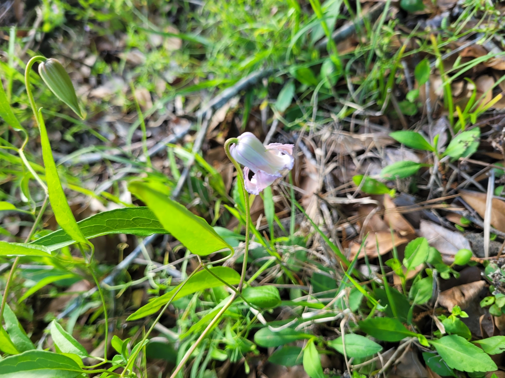 A delicate pink flower blooms among green leaves and fallen brown foliage.