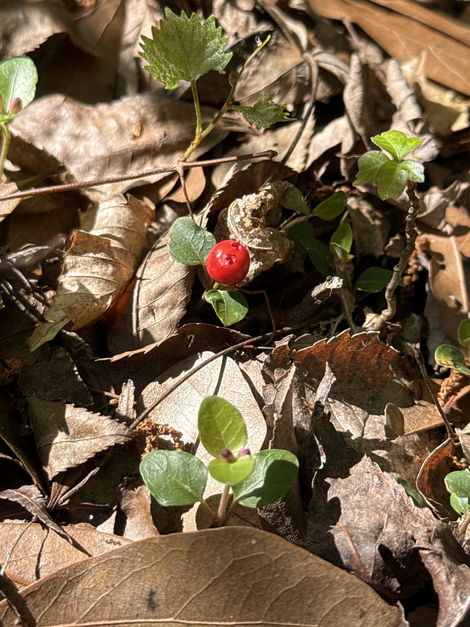 A bright red berry sits among green leaves and brown fallen leaves on the forest floor.