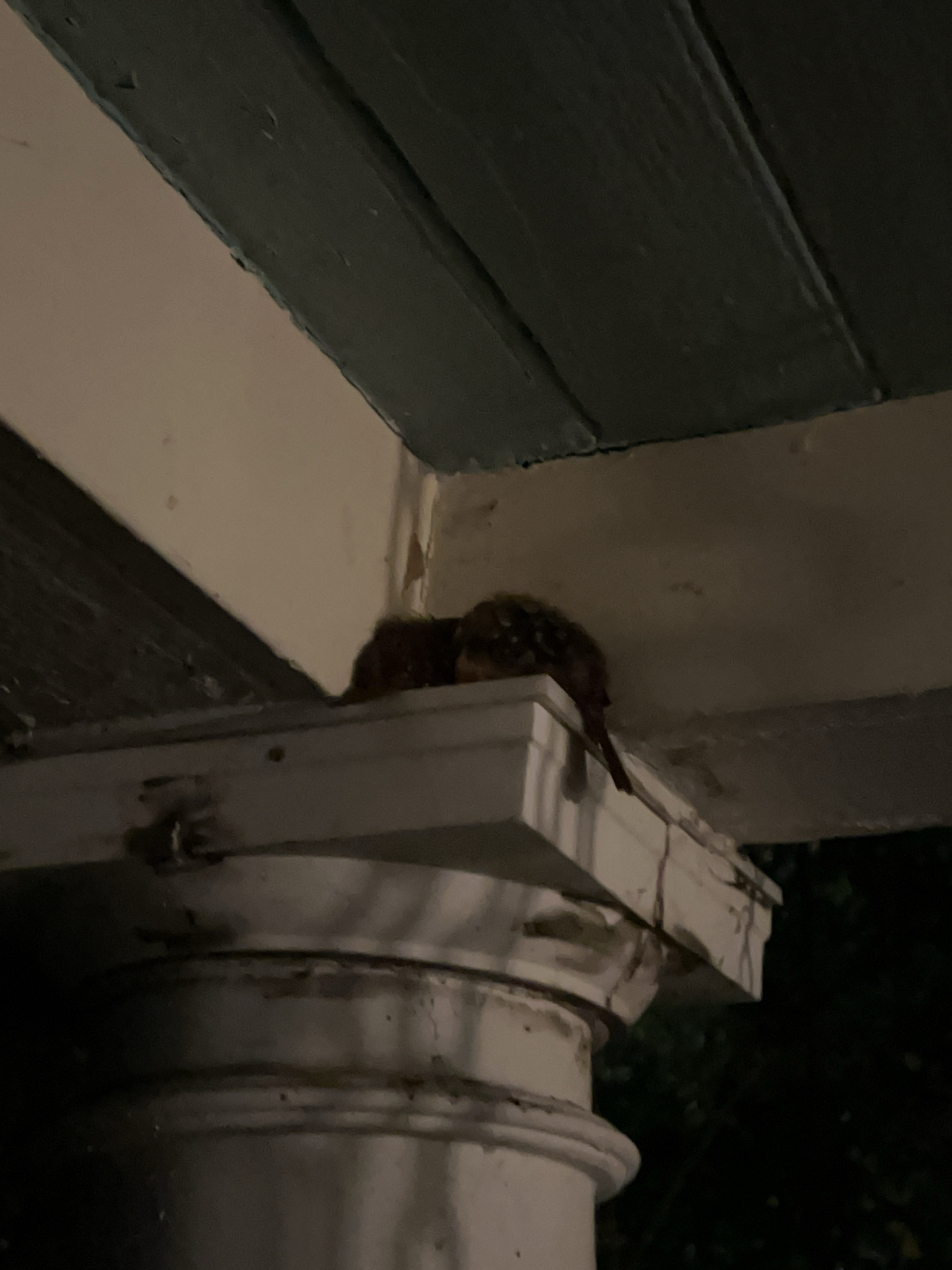A small bird rests on a ledge under a porch, partially obscured in low light.