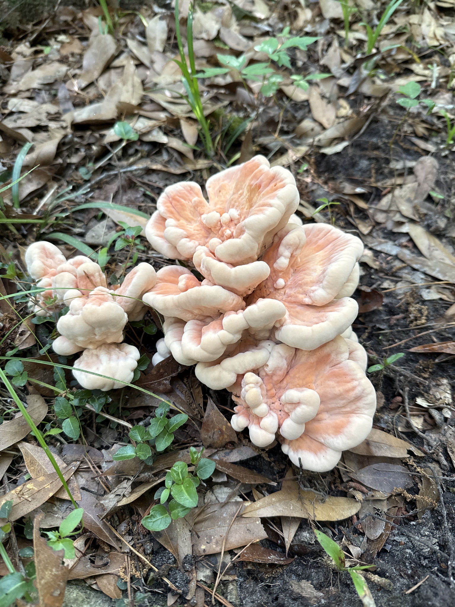 Clusters of pinkish-orange mushrooms grow among fallen leaves and small green plants.