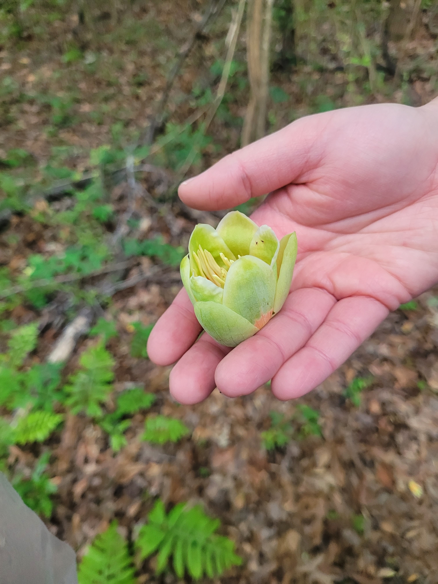A hand holds a green flower in a forested area with ferns and fallen leaves.