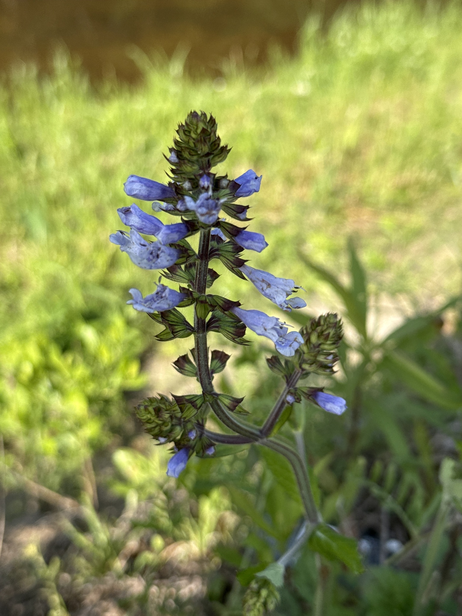 Purple flowering plant with green leaves, growing near a body of water. Background features grass and blurred foliage.