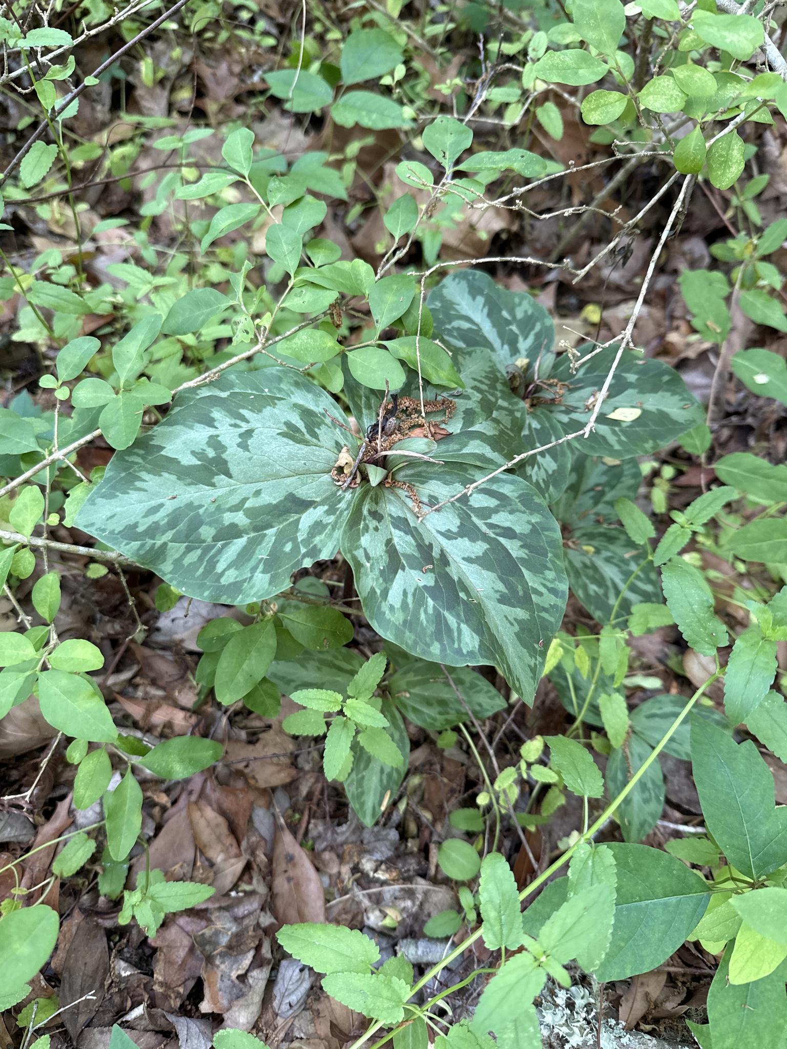 Green plant with patterned leaves surrounded by various smaller plants and fallen leaves.