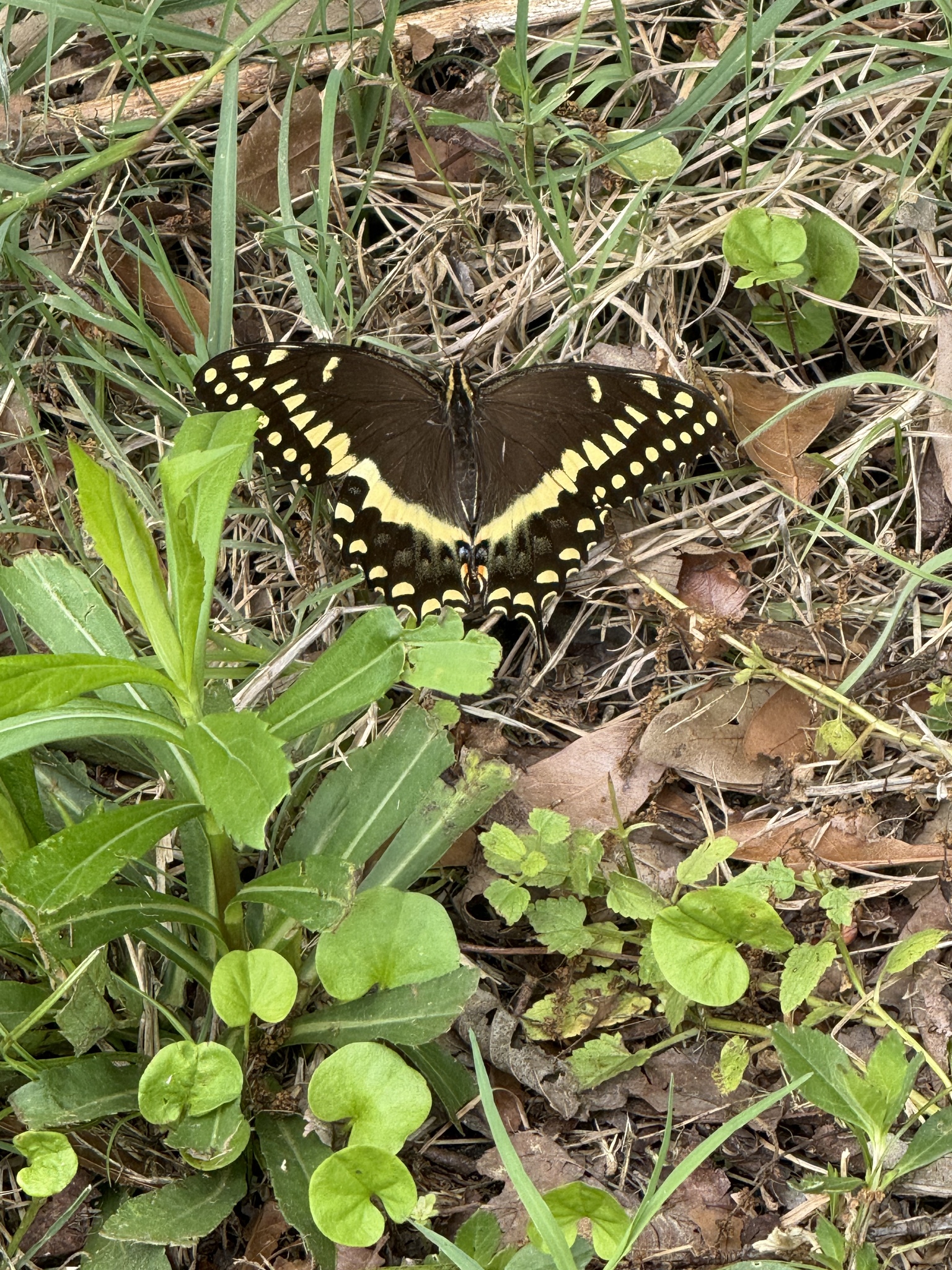 A black butterfly with yellow markings rests on green grass and leaves among fallen leaves.