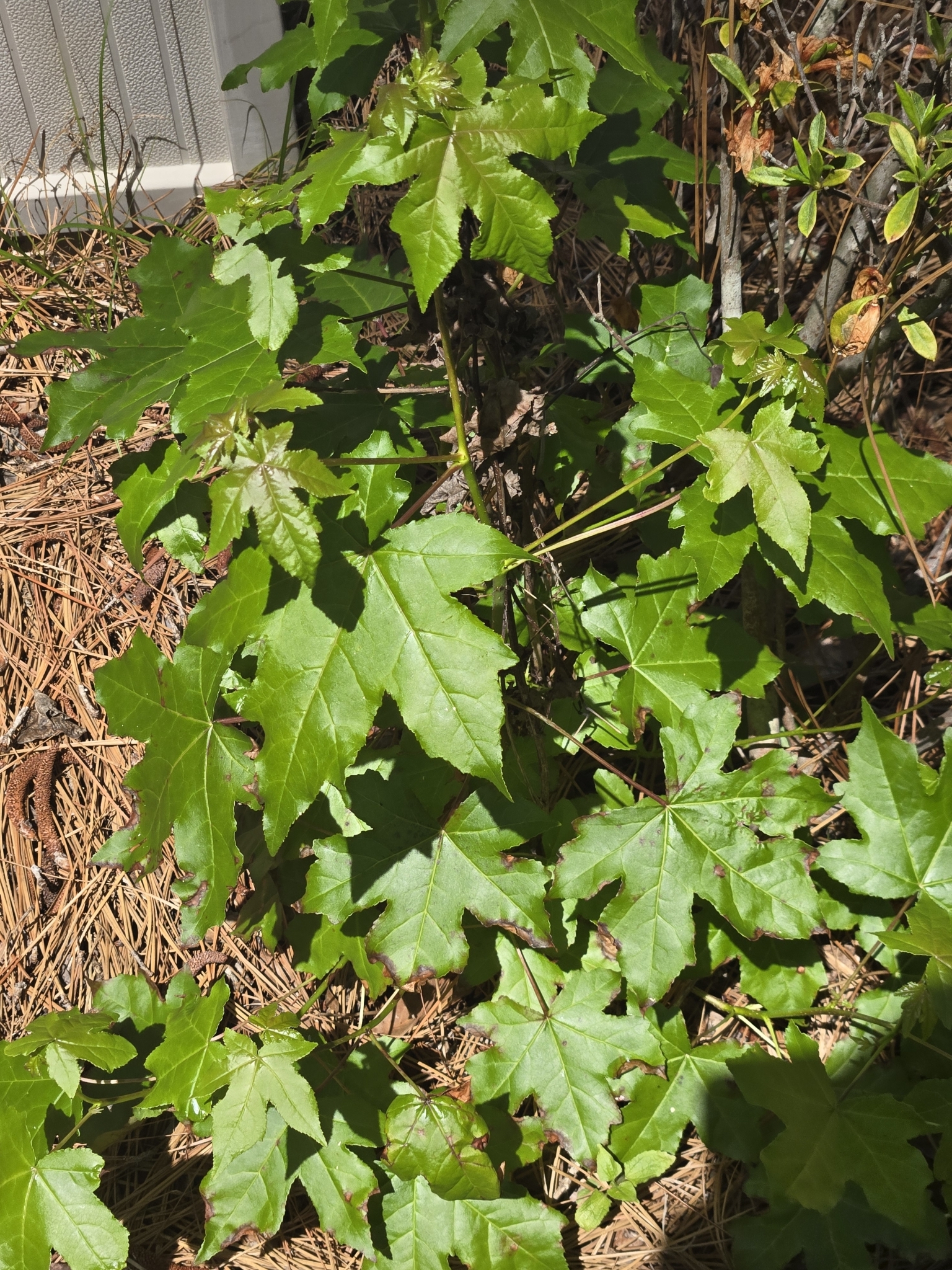 Green leaves with a star shape grow among pine needles and small shrubs. Sunlight highlights their glossy texture.