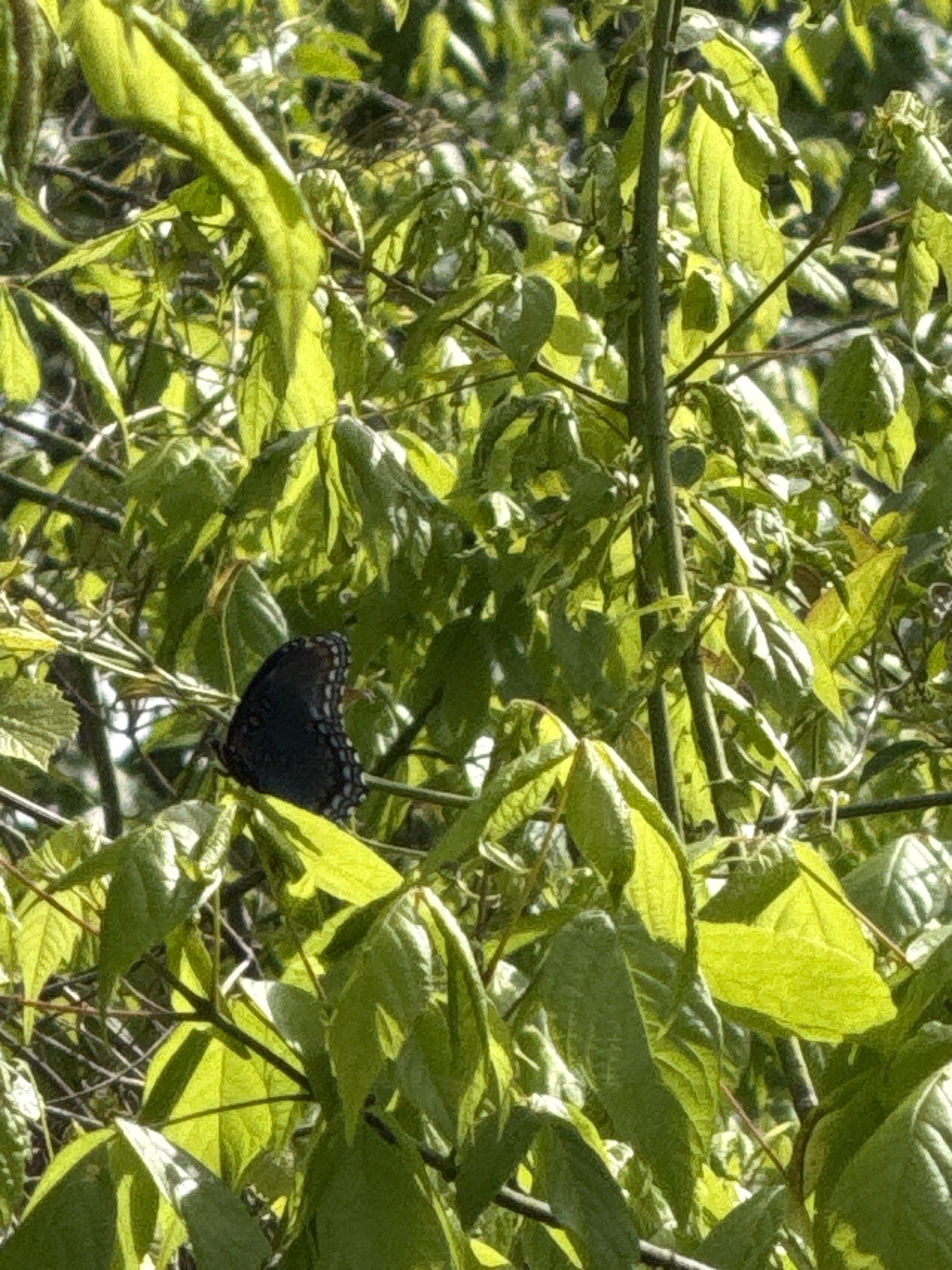 A dark butterfly rests among vibrant green leaves in a sunlit setting.