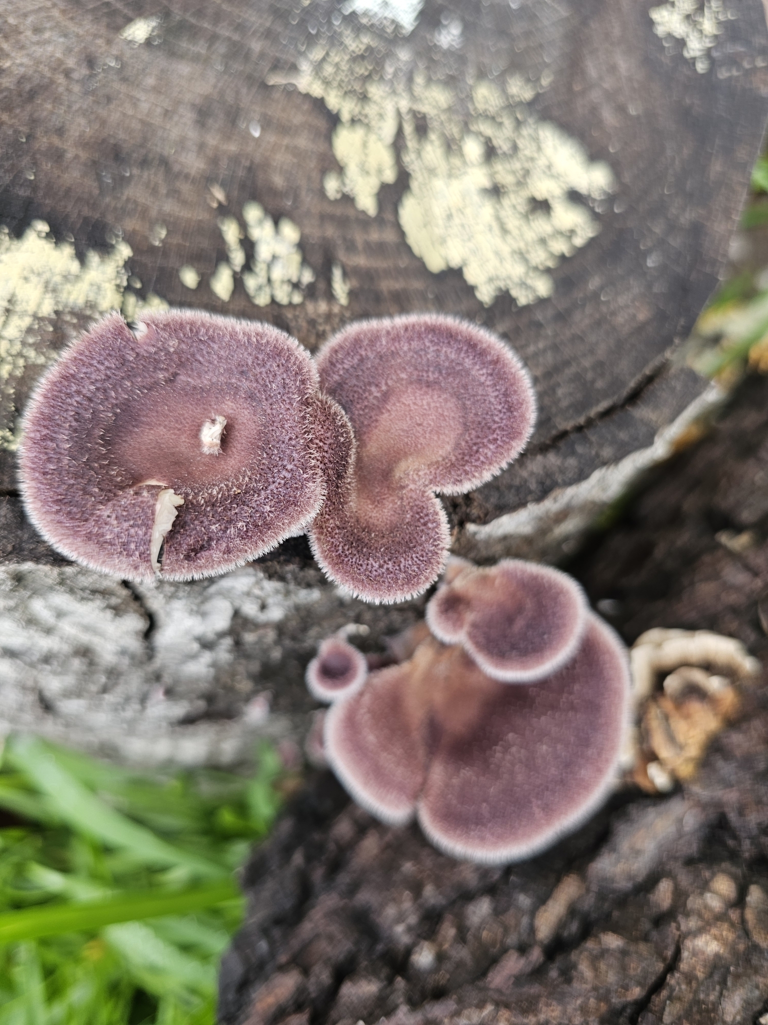 Purple mushrooms grow on a wooden log, surrounded by green grass.