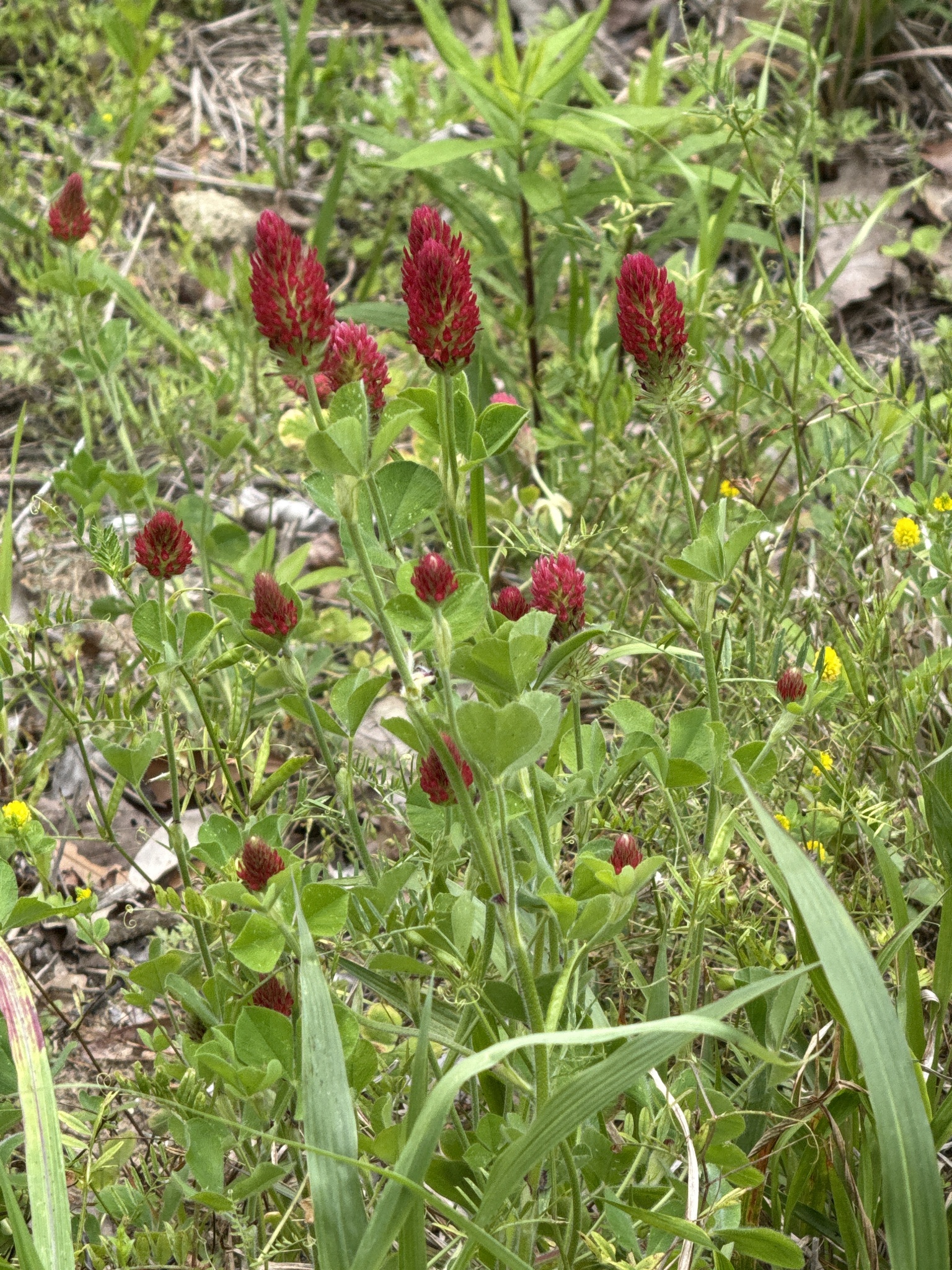 Red clover flowers bloom among green foliage and grass in a natural setting.