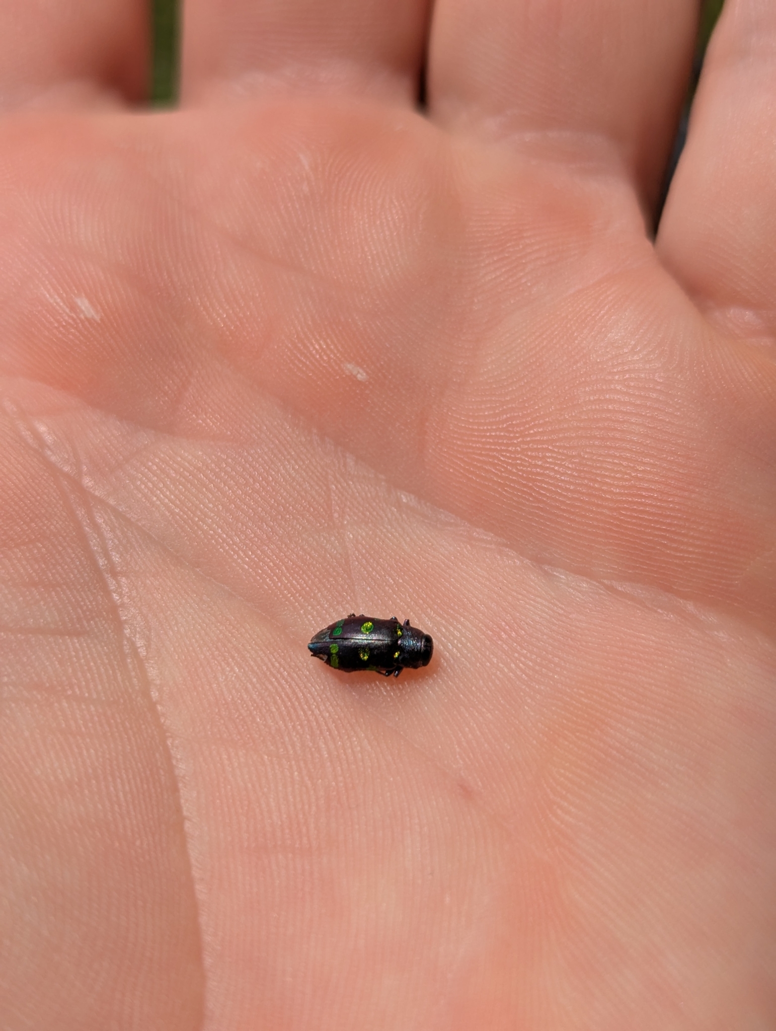 A small black insect with green spots rests on a person's palm.