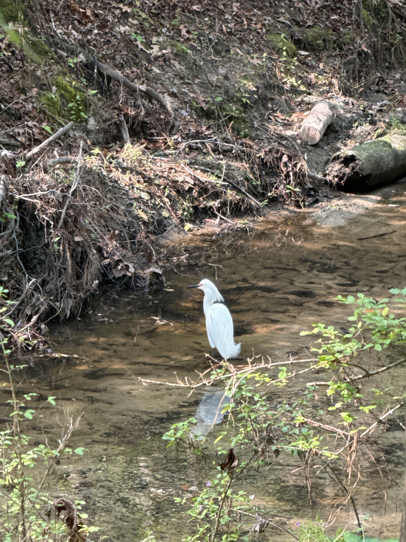 A white heron stands in a shallow stream surrounded by greenery and fallen branches.