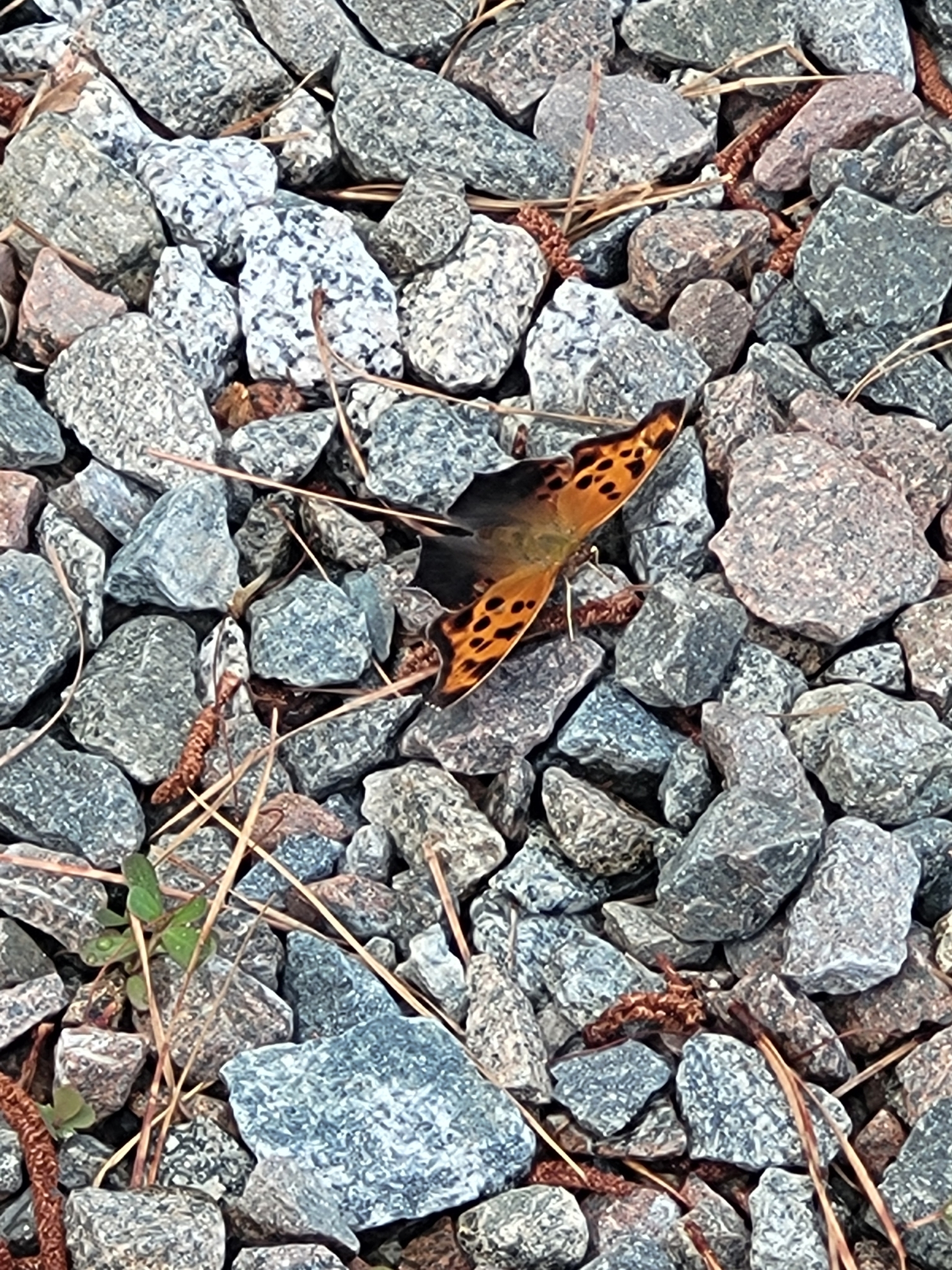 A butterfly with orange and black patterns rests among gray and brown gravel stones.
