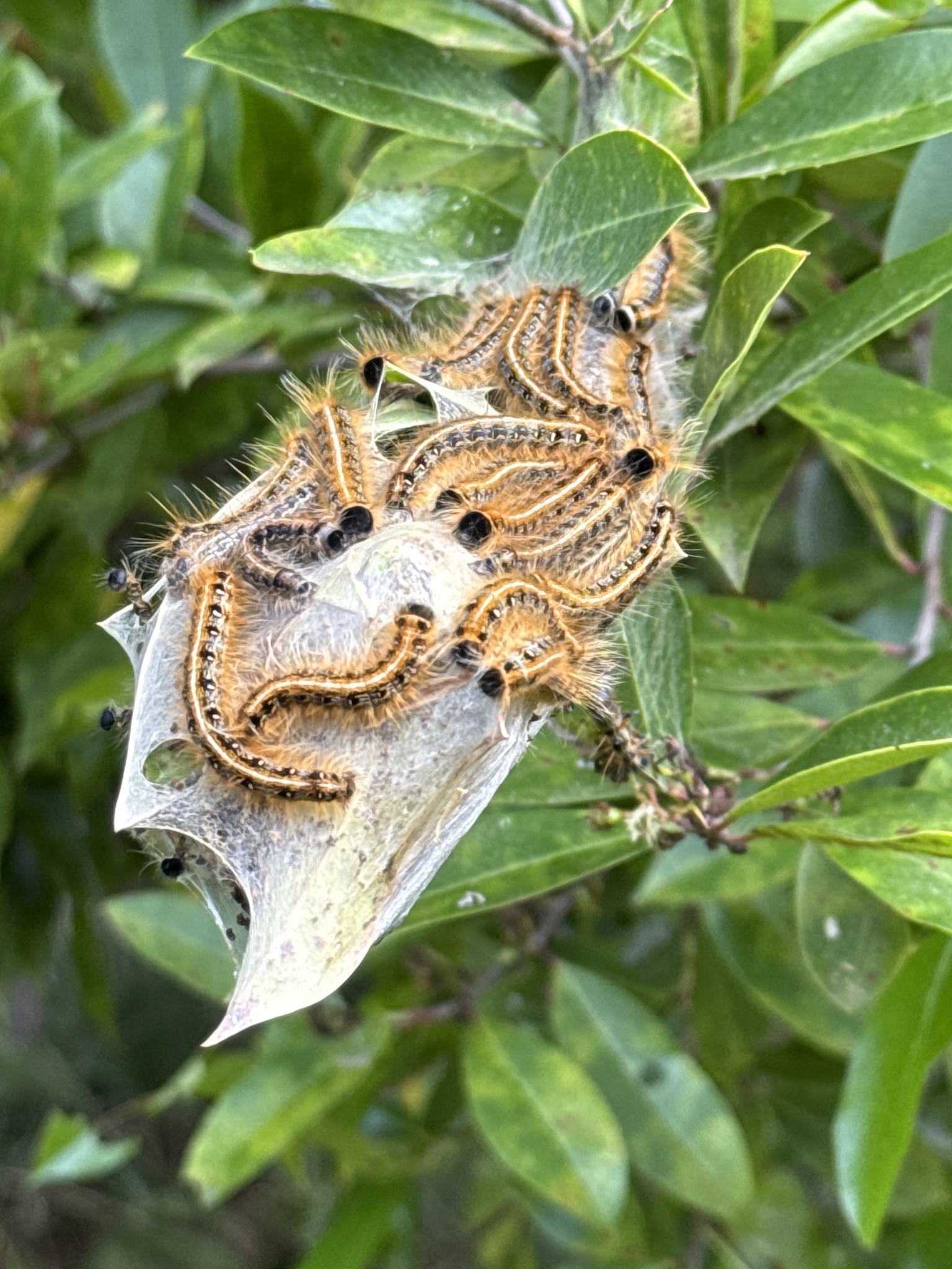 A cluster of orange caterpillars on a web among green leaves.