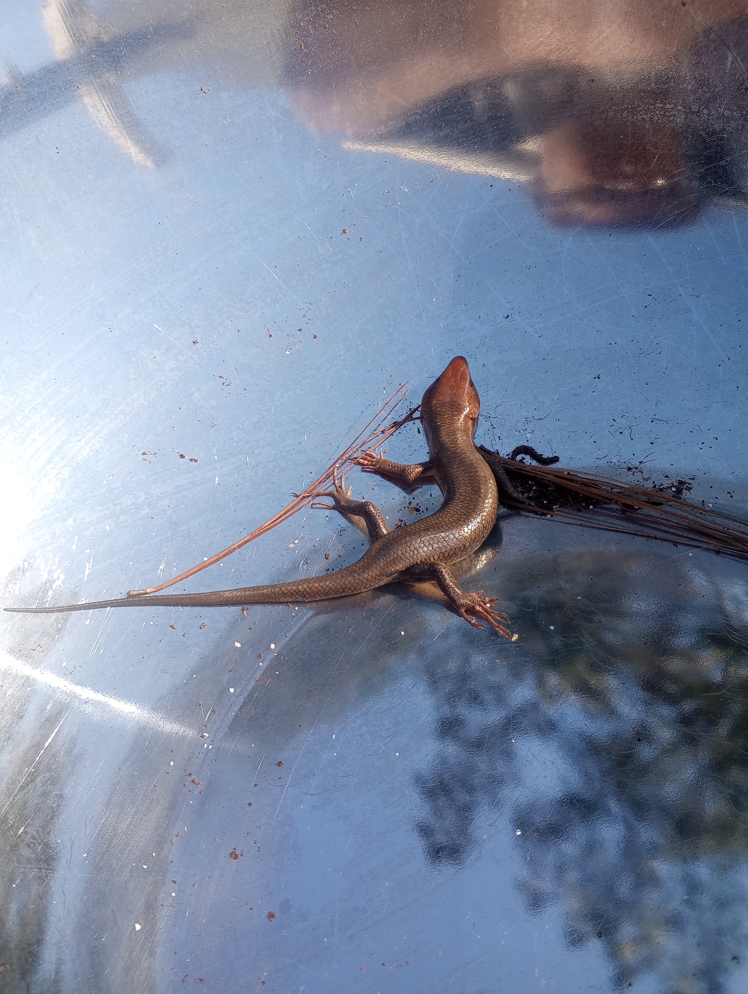 A small lizard rests on a shiny surface, with some debris nearby.