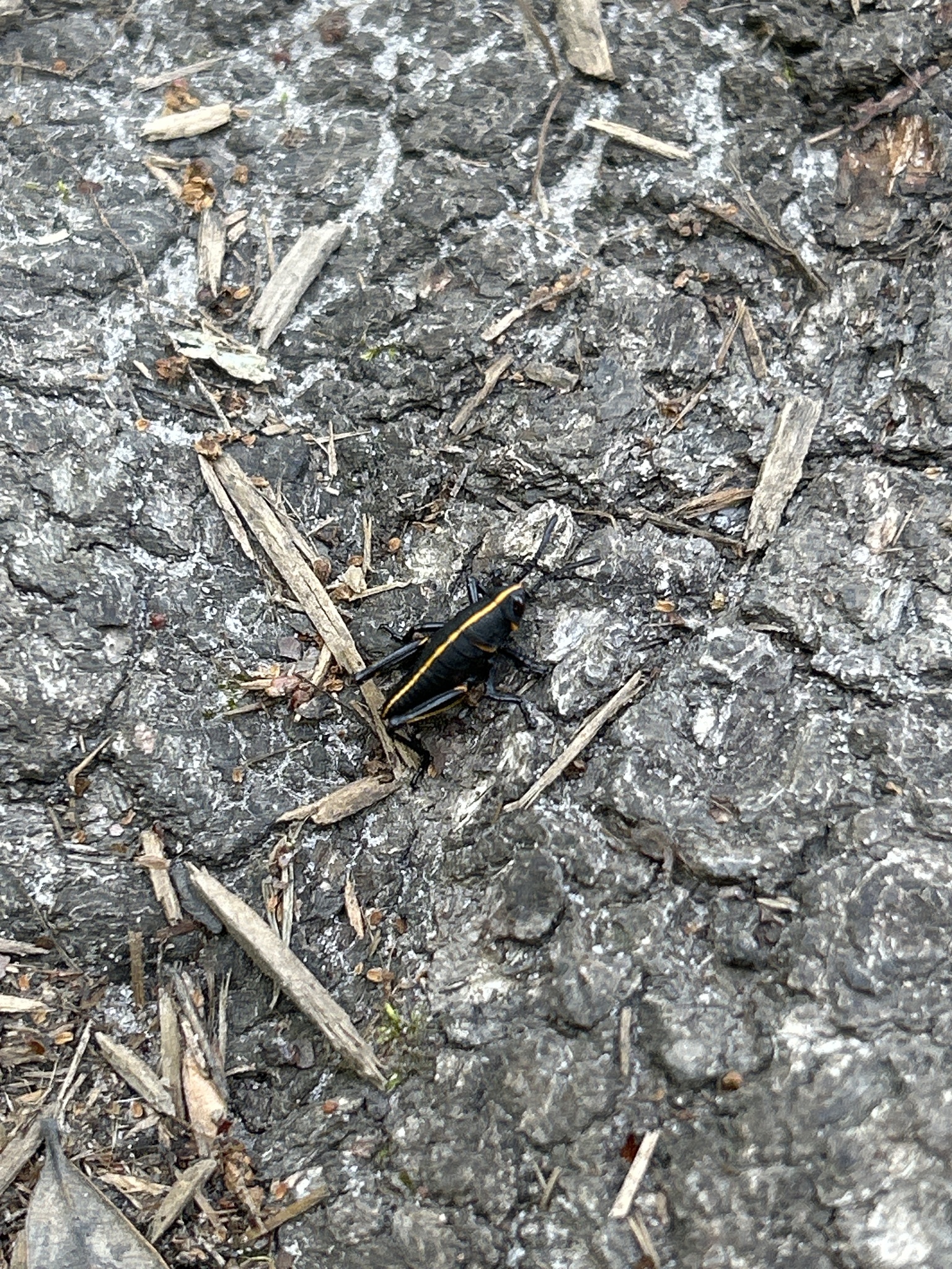 A black and yellow insect crawls on textured ground scattered with small twigs and debris.
