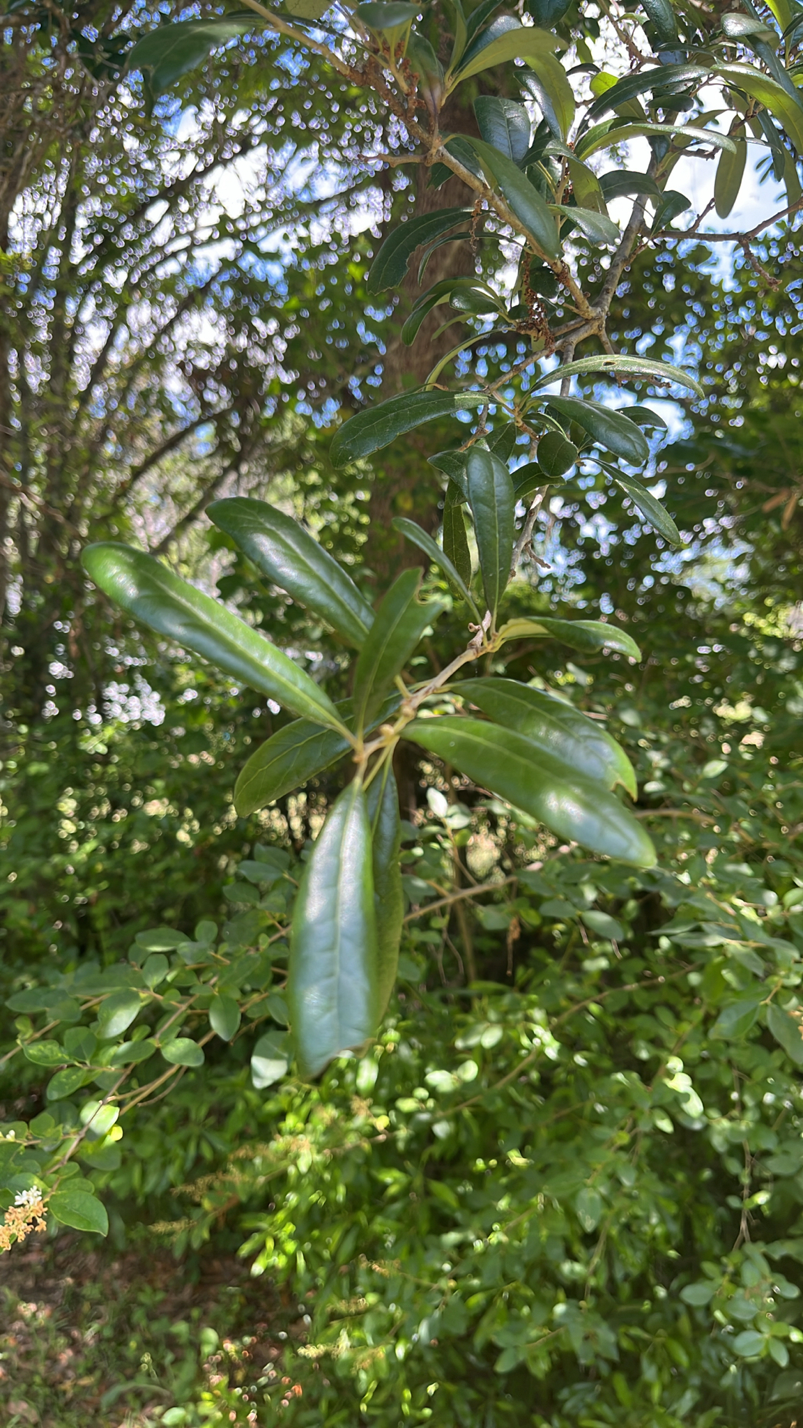 Close-up of green leaves on a branch, surrounded by blurred greenery in sunlight.