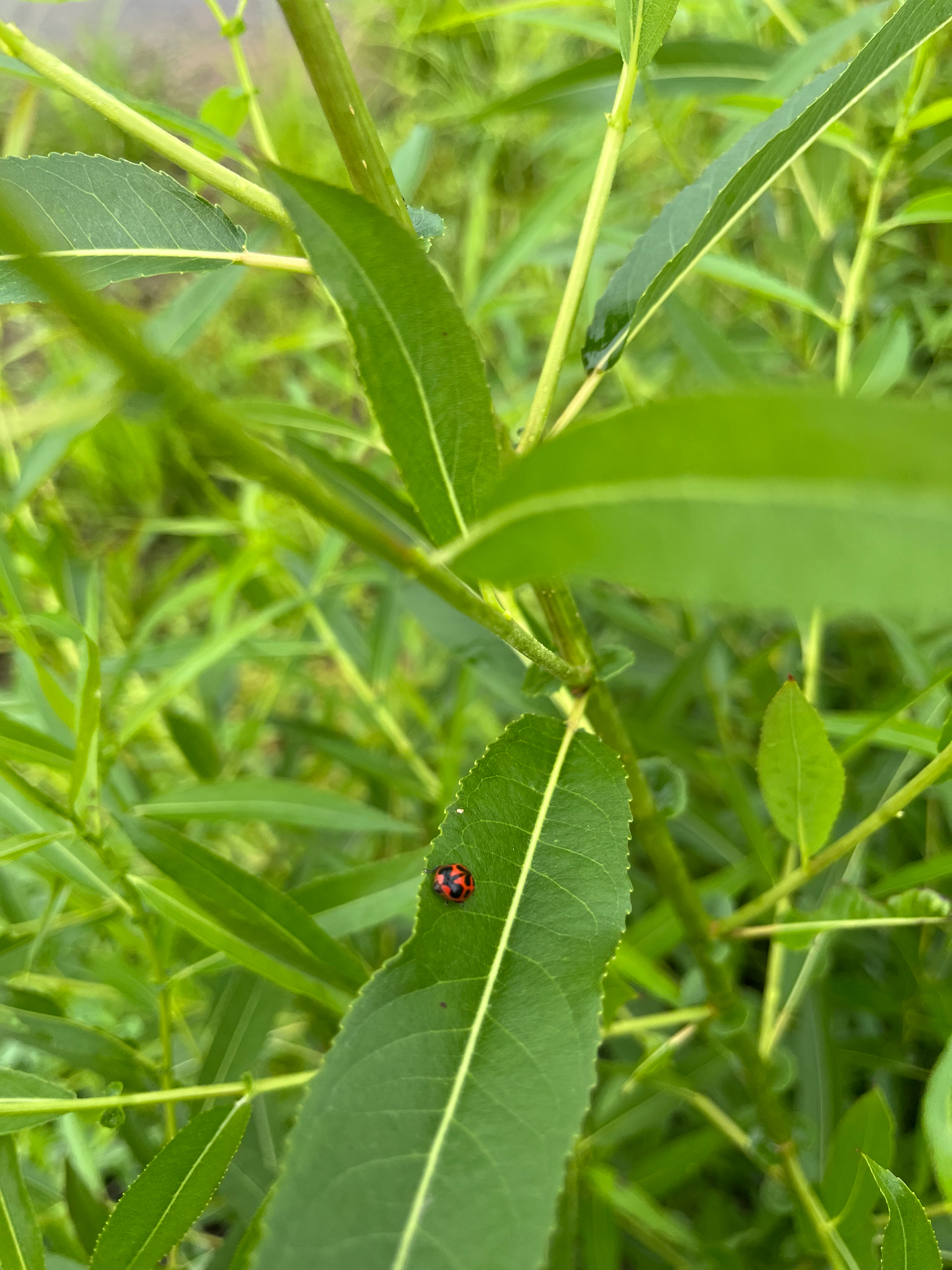 A ladybug rests on a green leaf among tall grass and plants.