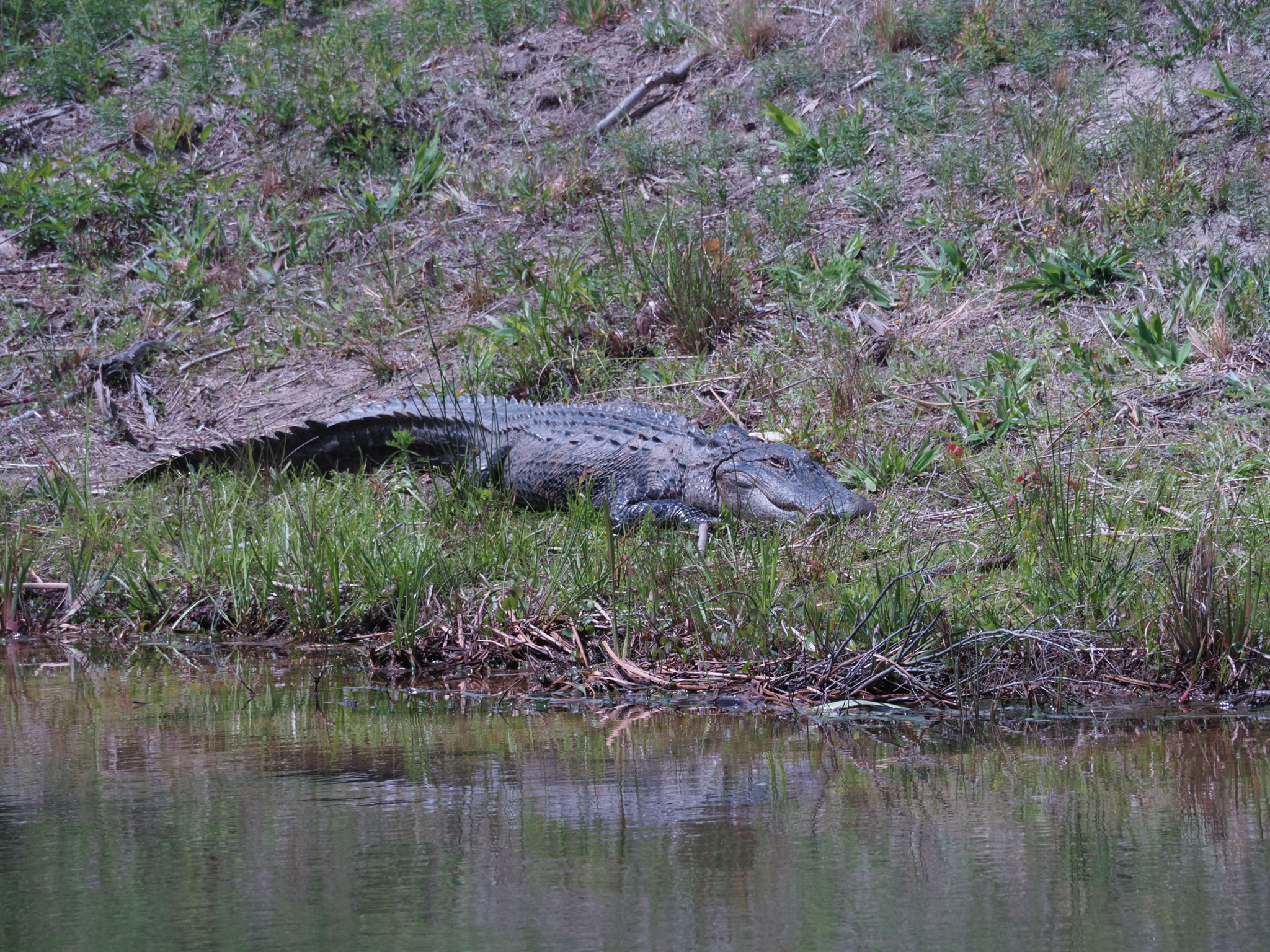 American alligator