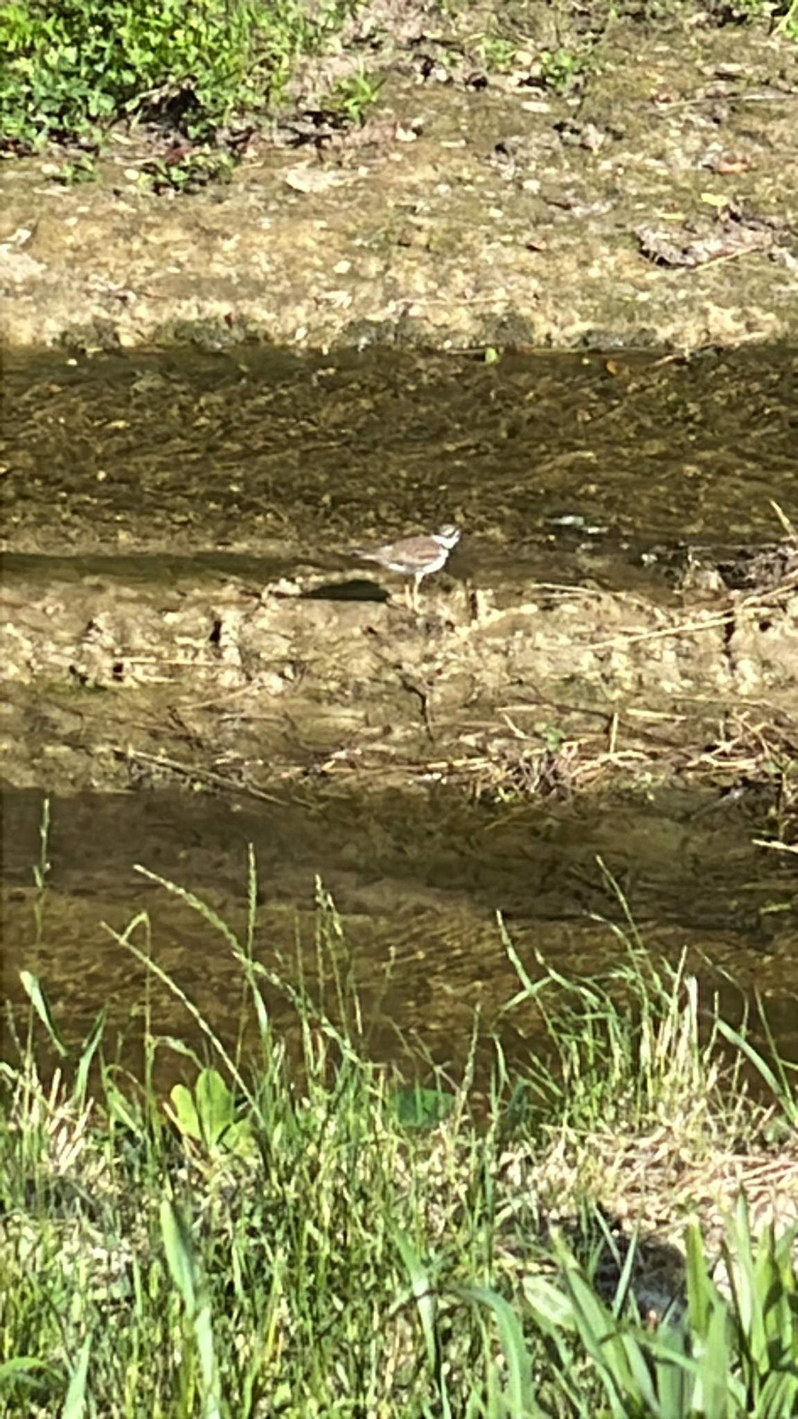 A small bird stands on a muddy bank near a shallow stream, surrounded by grass and greenery.