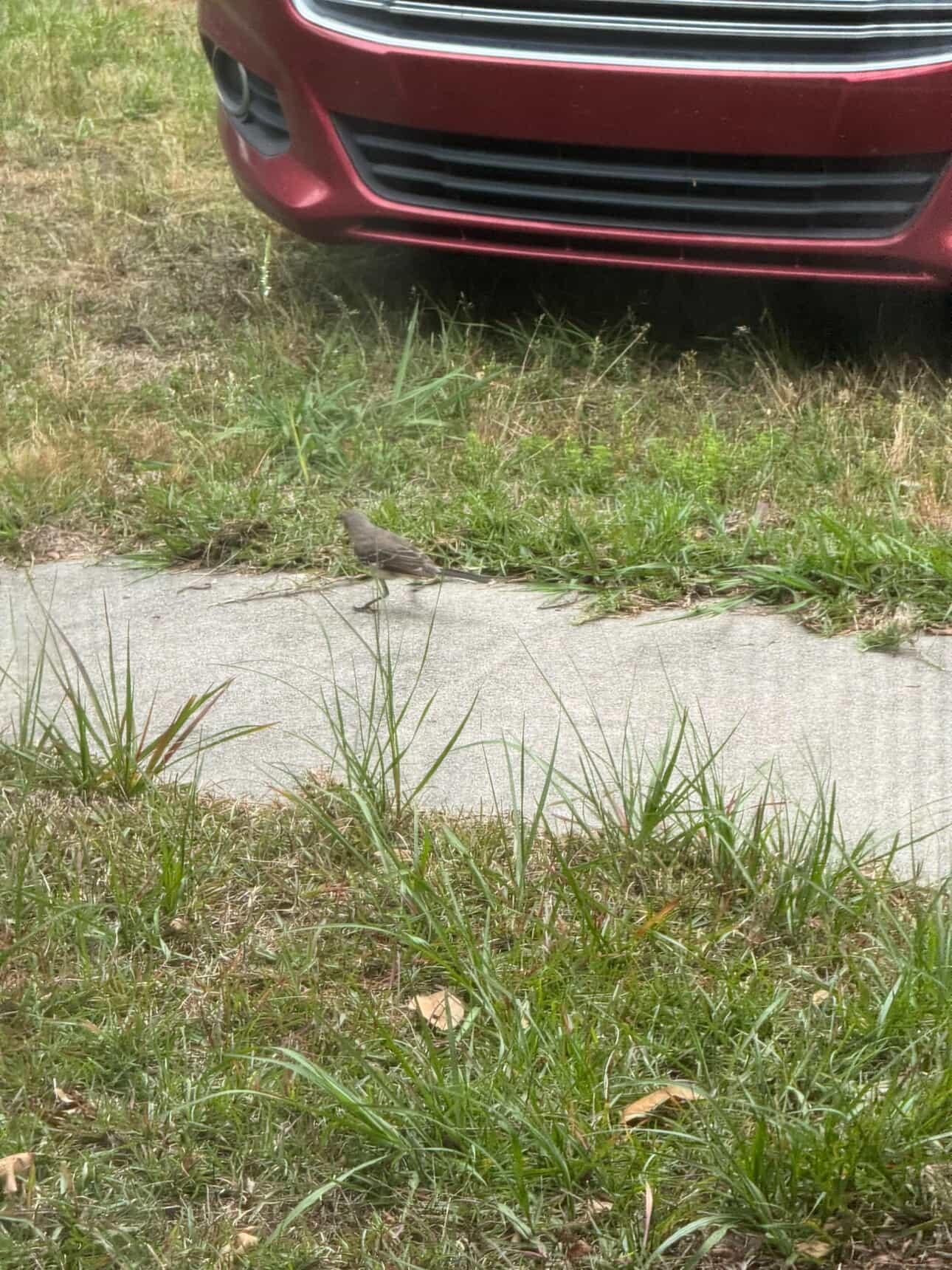 A small bird stands on a concrete path near a red car, surrounded by grass.
