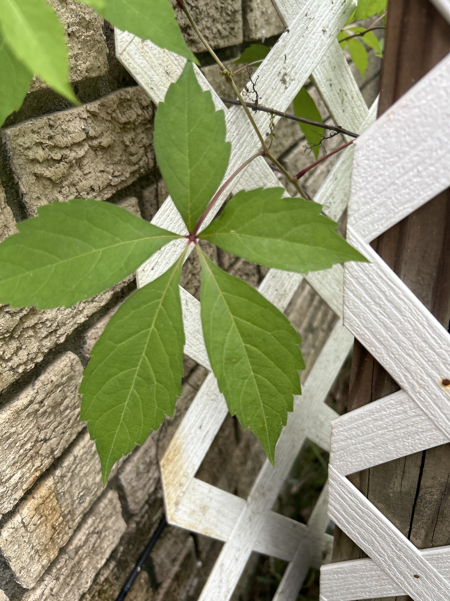 Green leaves grow on a vine against a textured brick wall and white lattice.