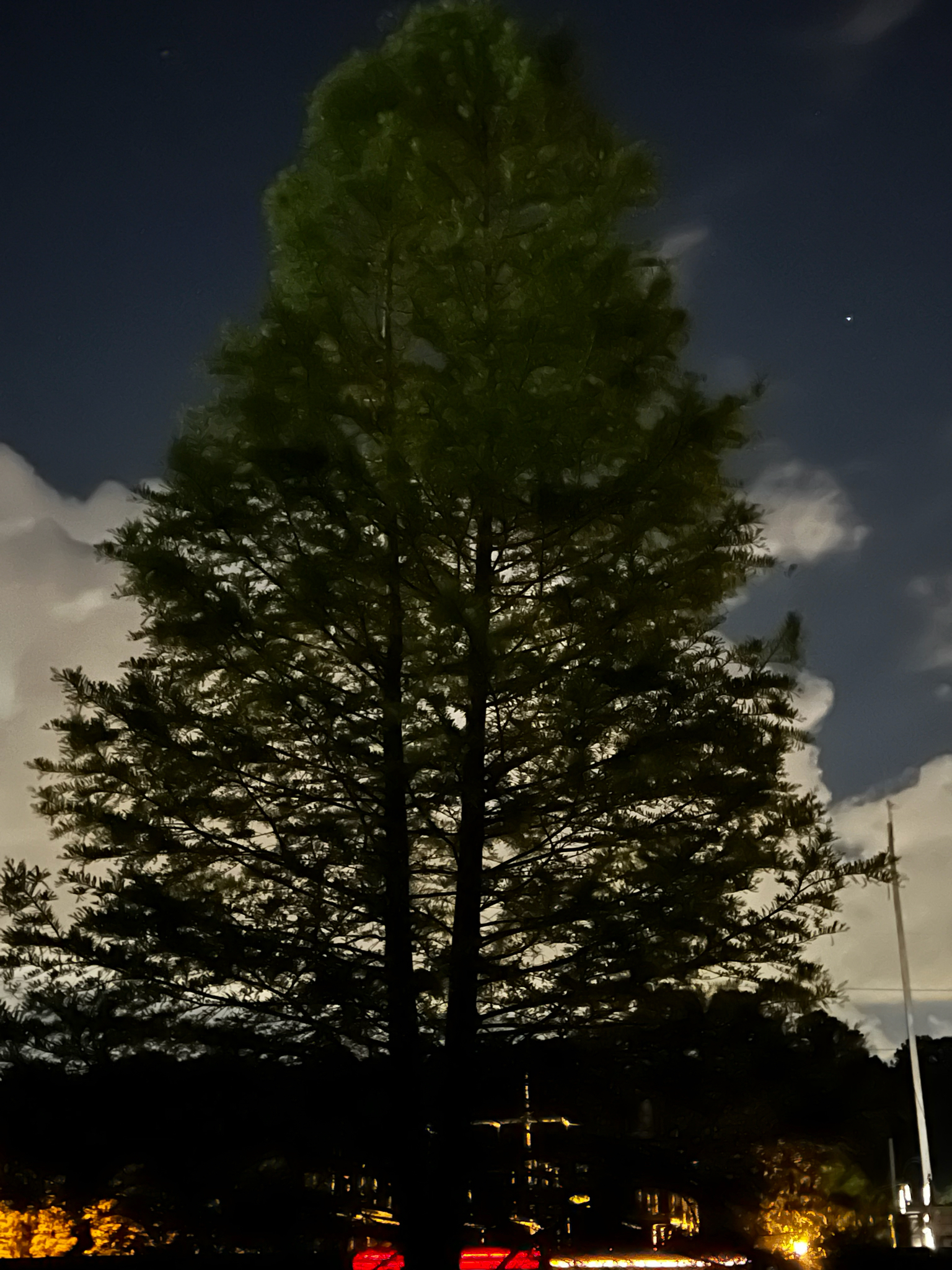 Tall tree silhouetted against a night sky with clouds and distant lights.