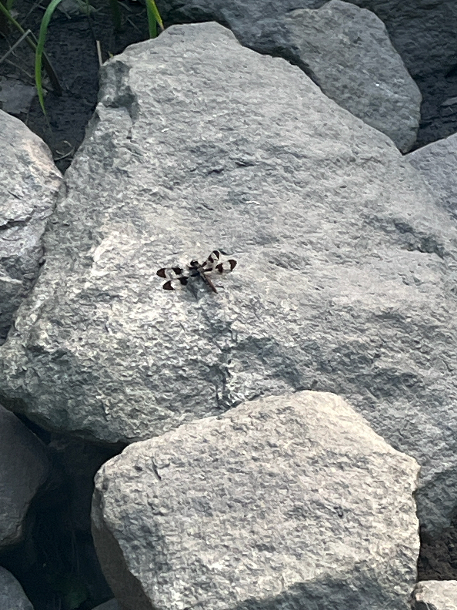 A dragonfly rests on a large rock among smaller stones and grass.