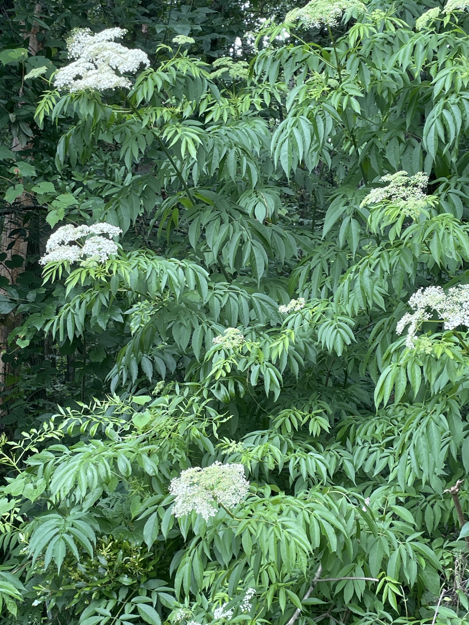 American Black Elderberry