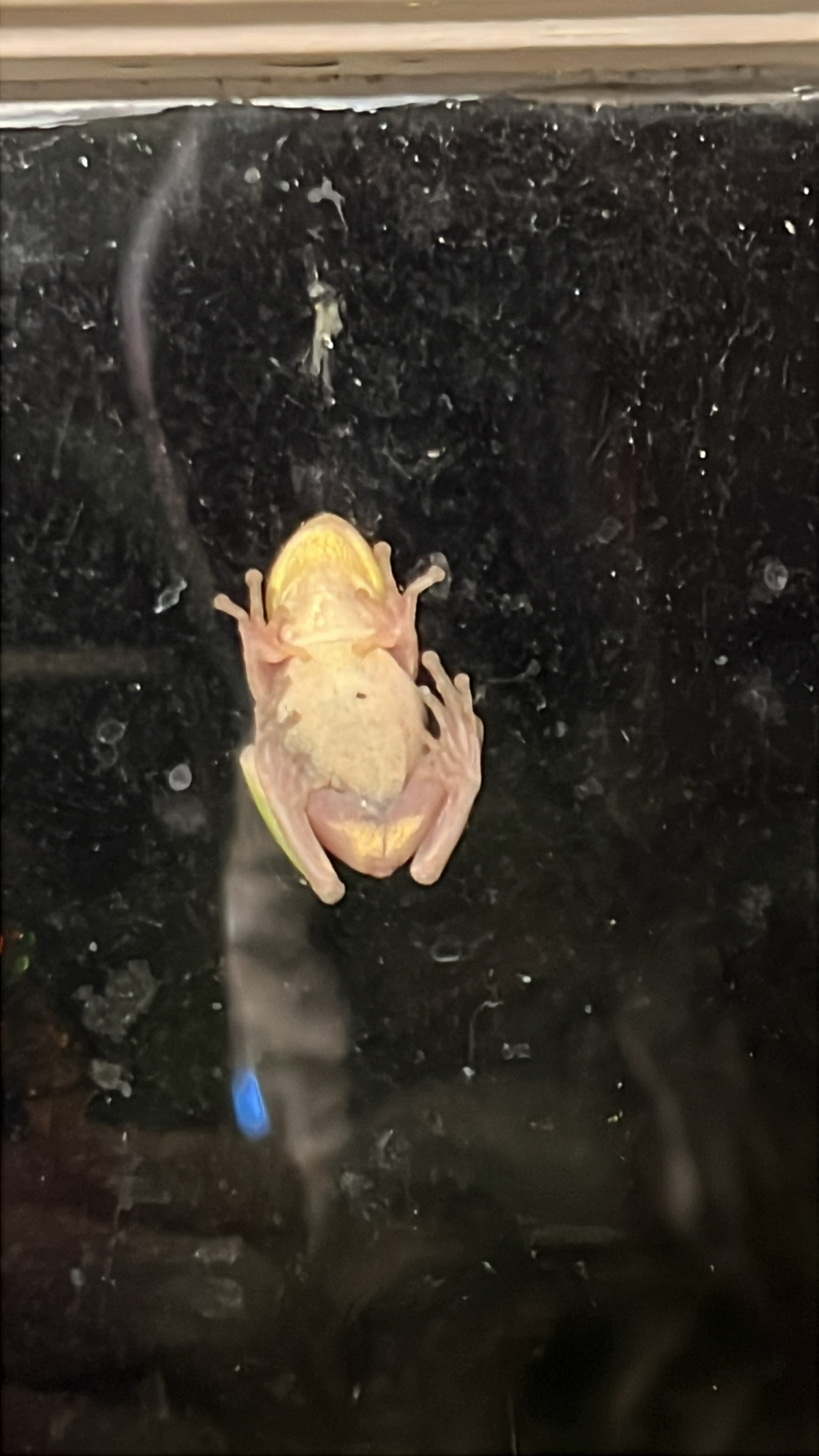 A pale frog clings to a glass surface, showing its limbs and yellowish underside.