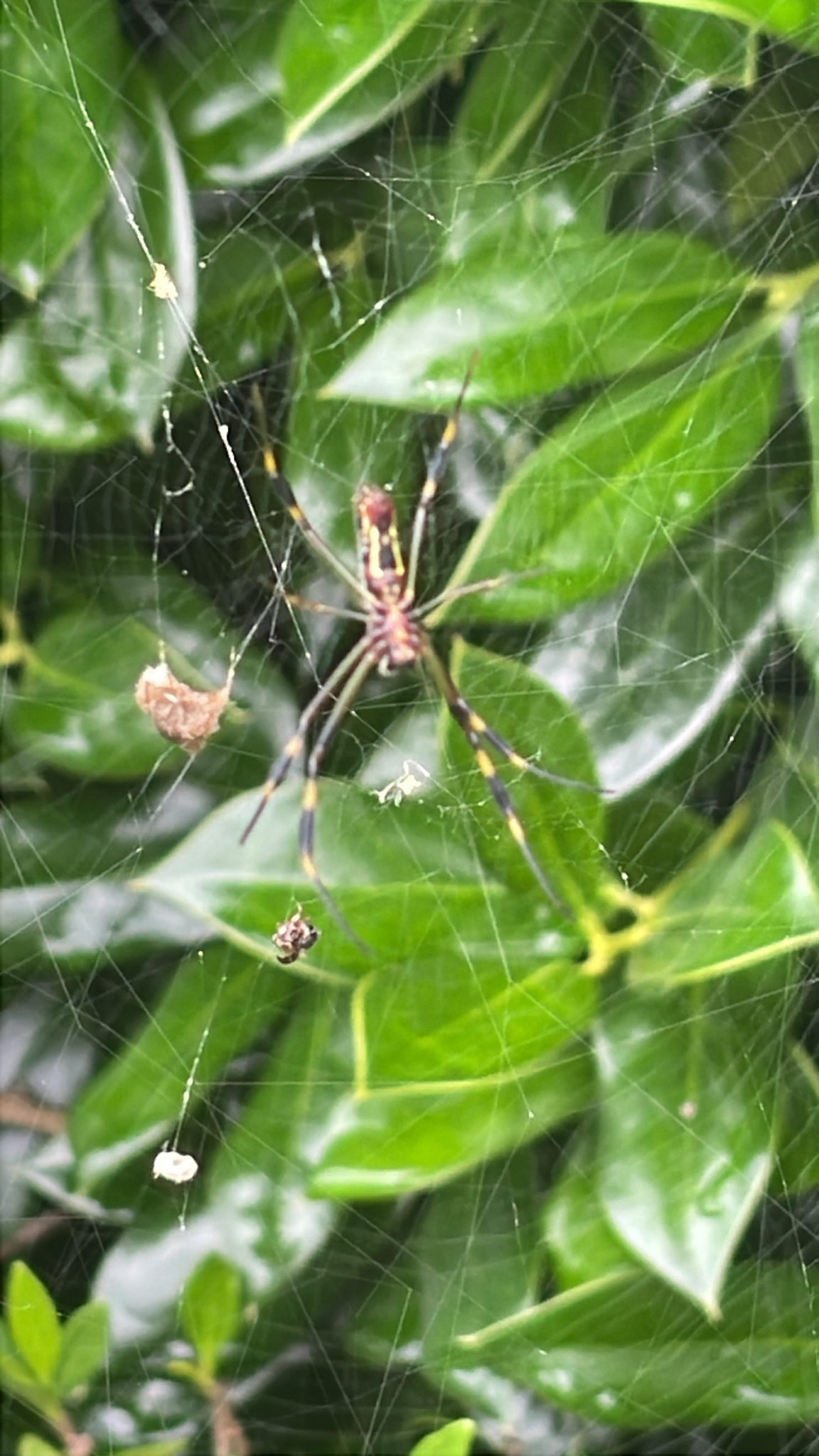 A spider sits in its web among green leaves, with small prey caught nearby.