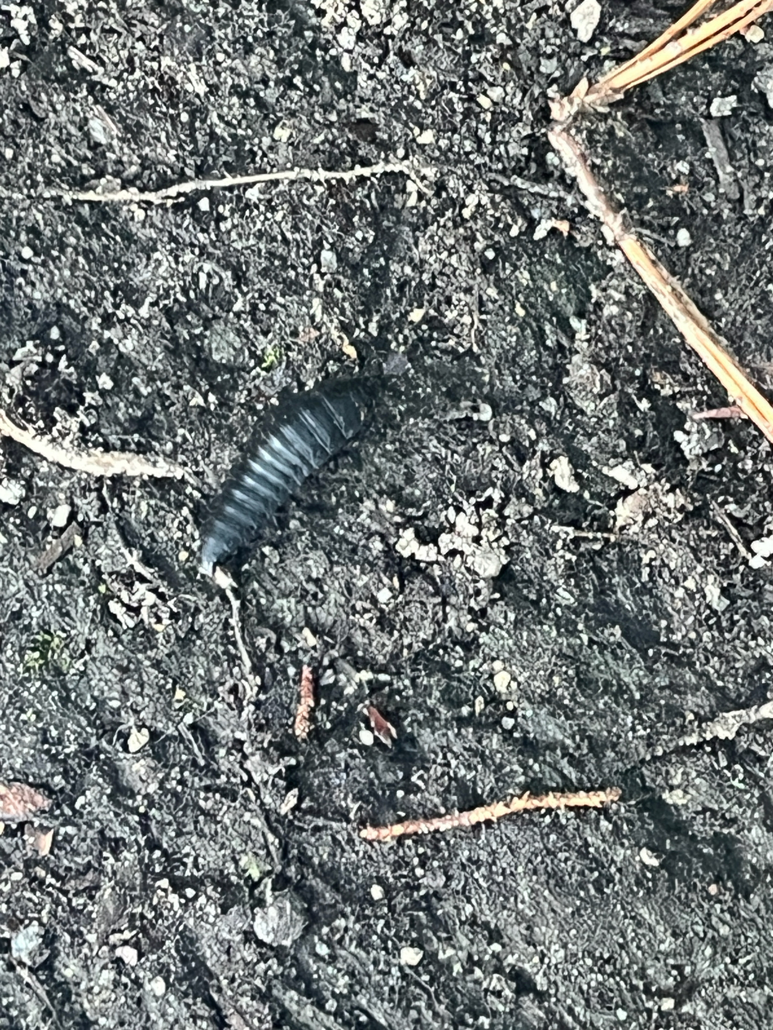 American Carrion Beetle