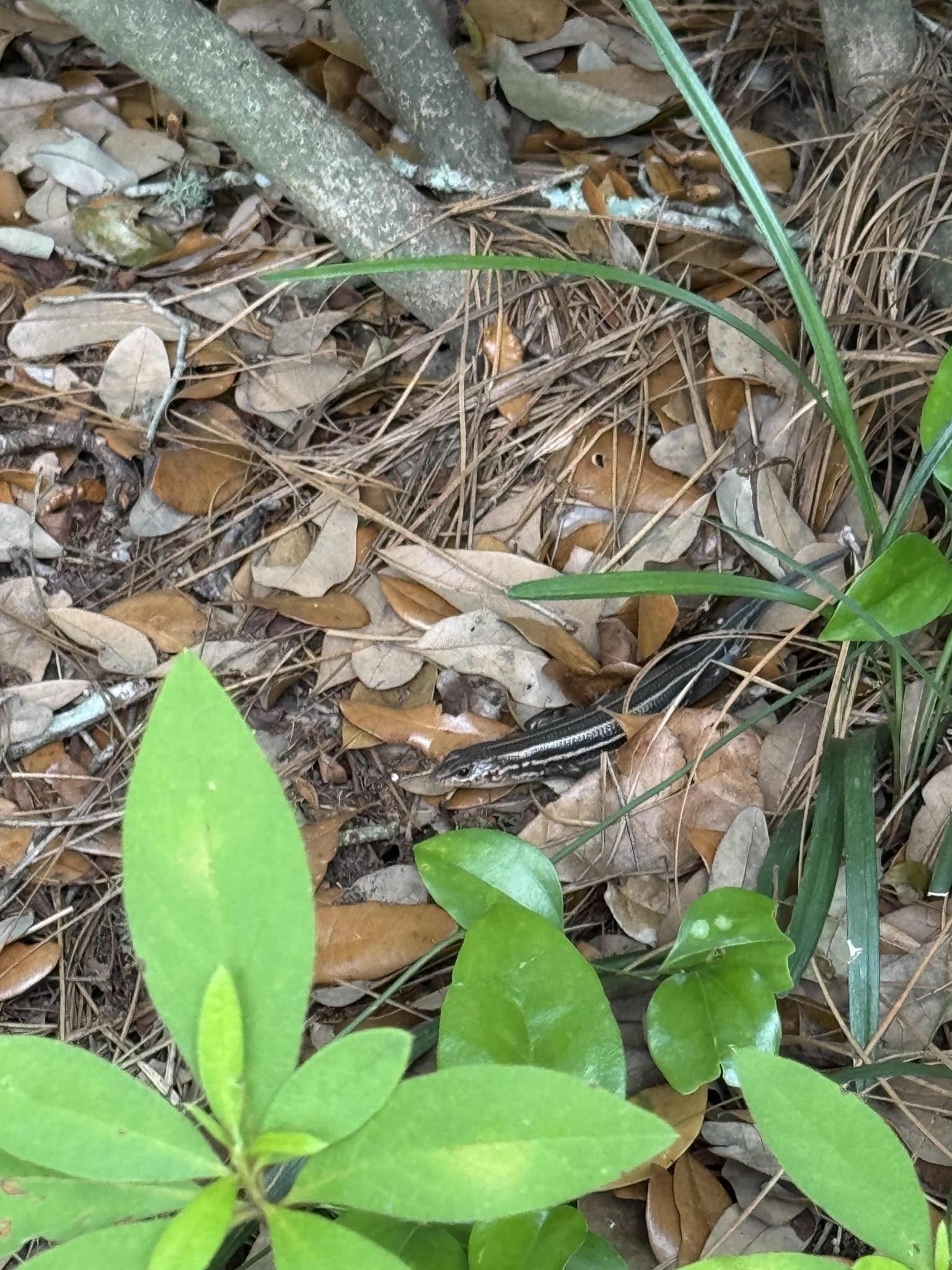 A slender lizard blends into the leaf-covered ground among green plants and twigs.