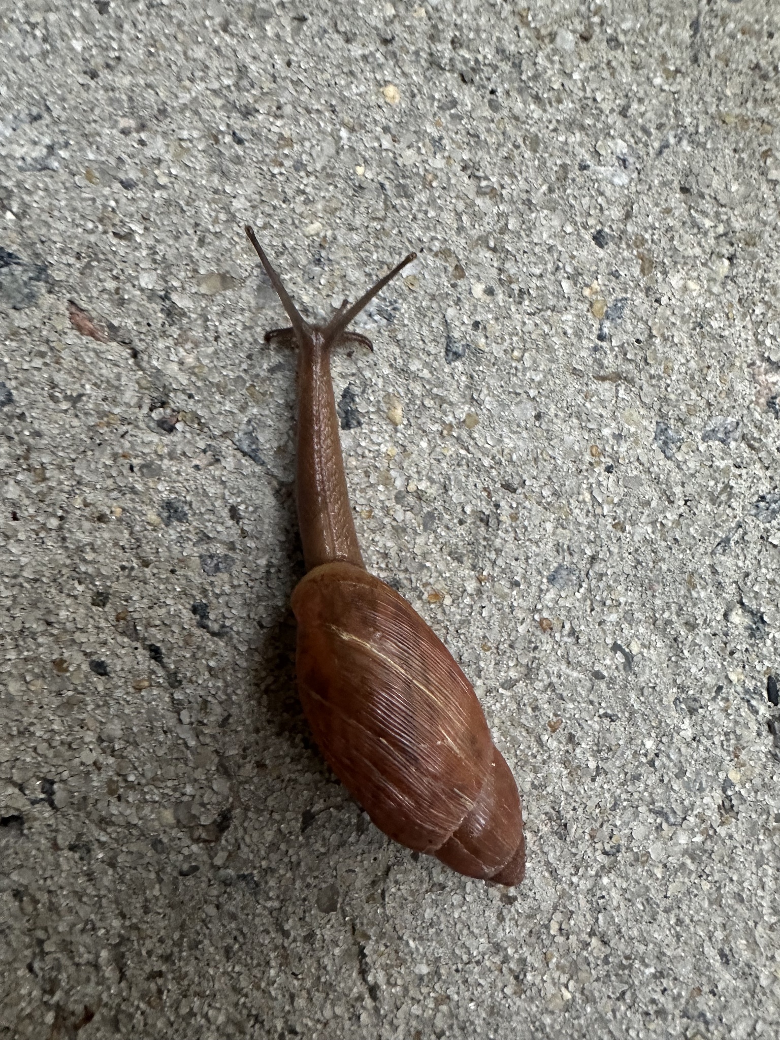 A brown snail crawls on a textured concrete surface.
