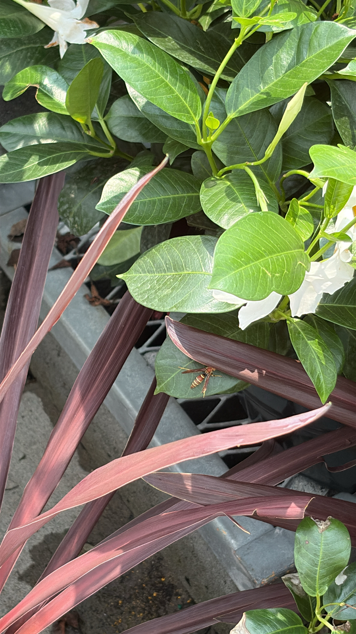 A wasp rests on a green leaf among vibrant foliage and purple plant stems.
