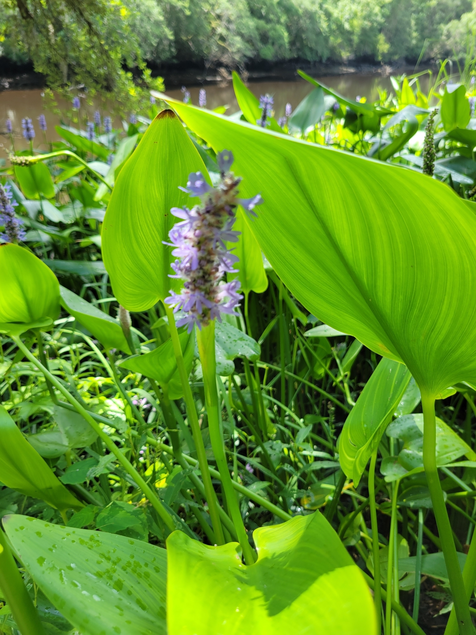 Purple flowers grow among large green leaves near a calm riverbank surrounded by trees.