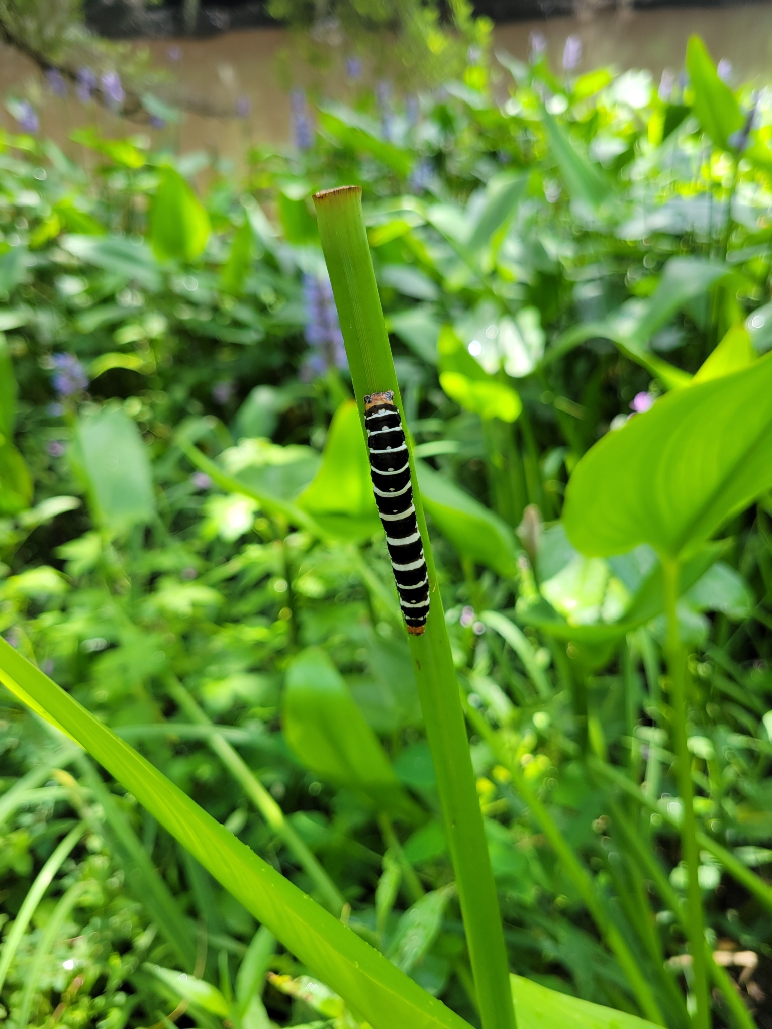 A black and white striped caterpillar rests on a green plant stem among lush foliage.