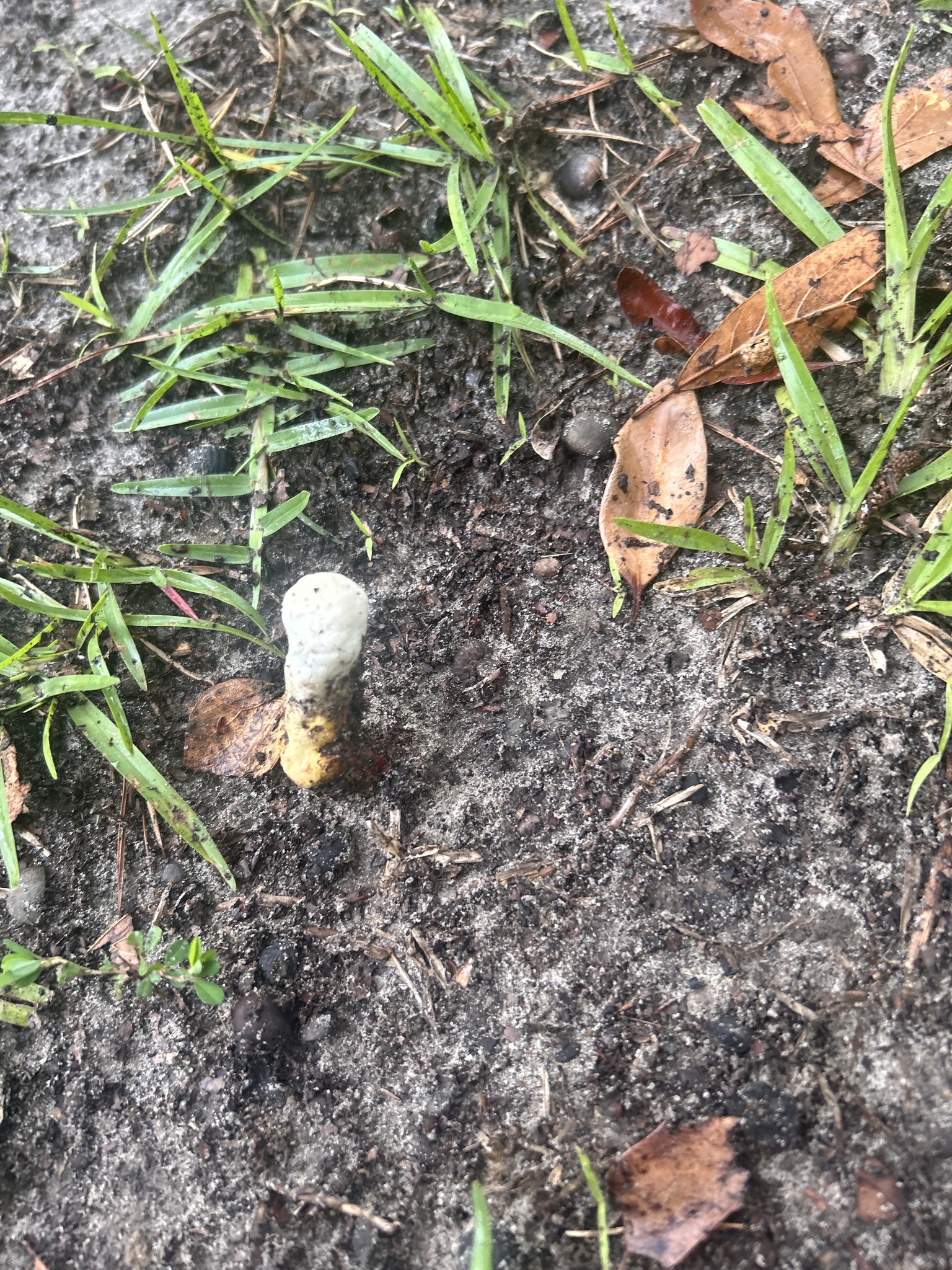 A small, white mushroom with a yellow base grows among grass and fallen leaves on the ground.
