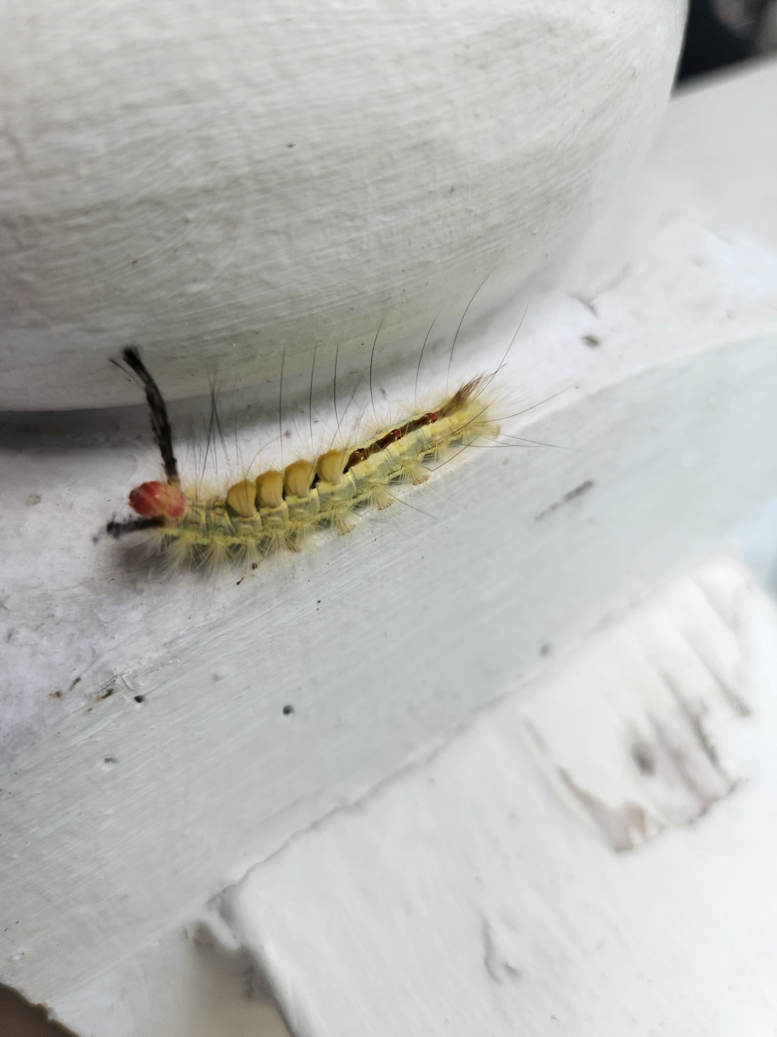 A yellow caterpillar with long hairs crawls on a white surface.