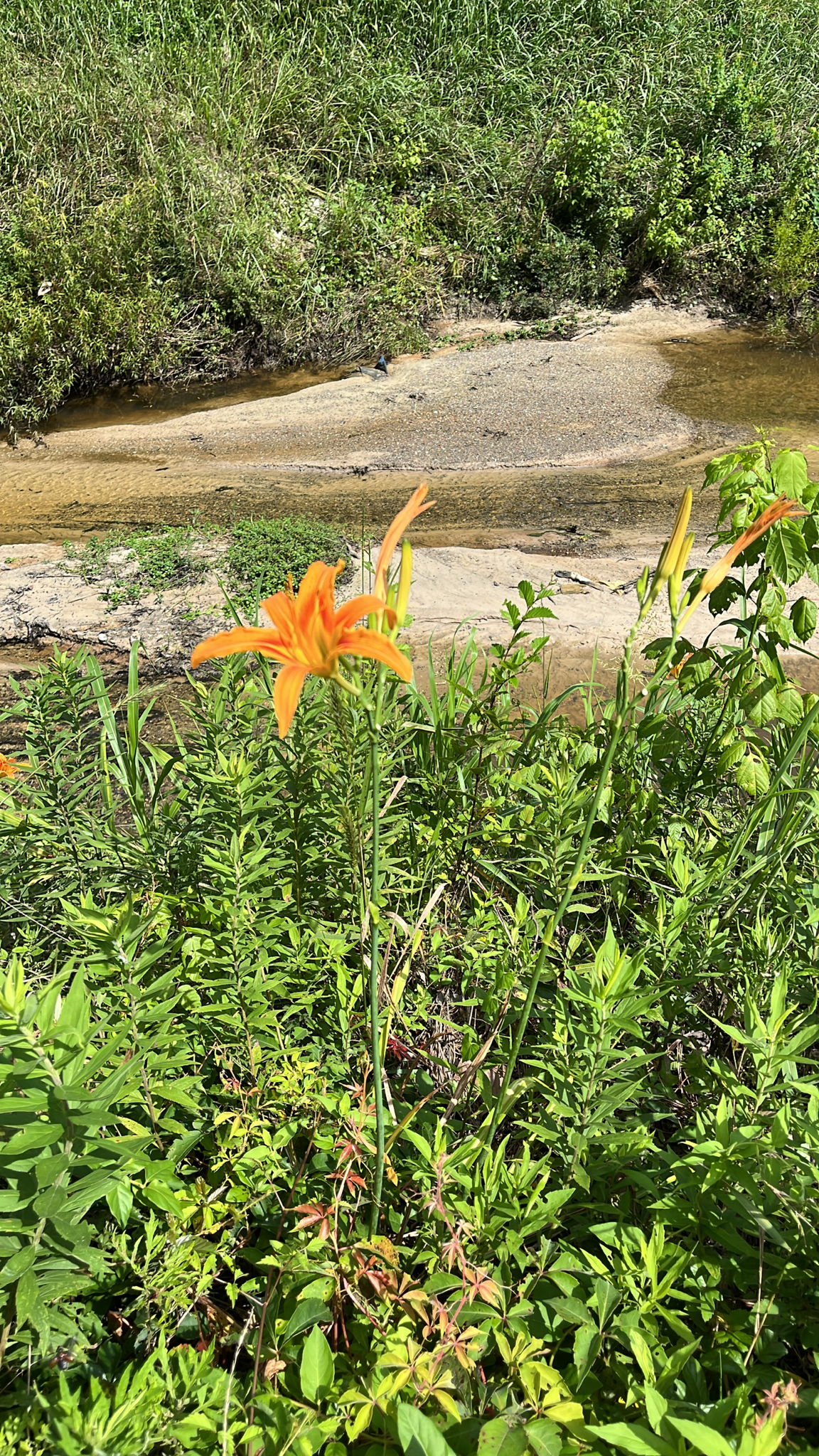 A vibrant orange flower stands among green foliage near a shallow stream.