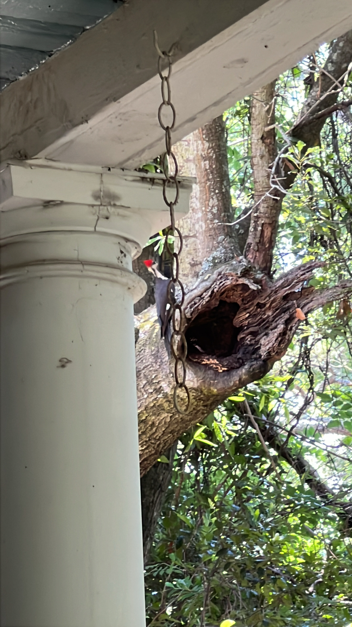 A woodpecker perches near a tree hollow, with a chain hanging from a porch column.