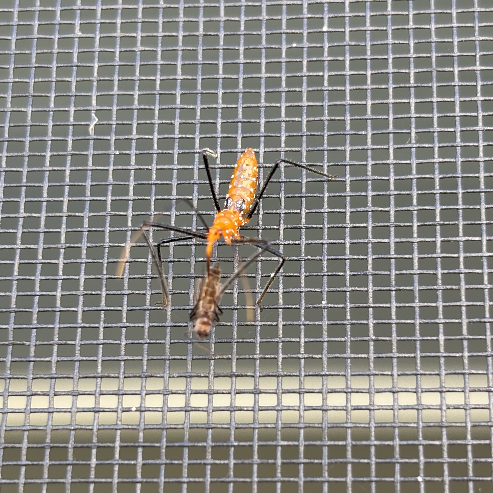 An orange insect with long legs stands on a mesh surface, partially obscured by a brown object.