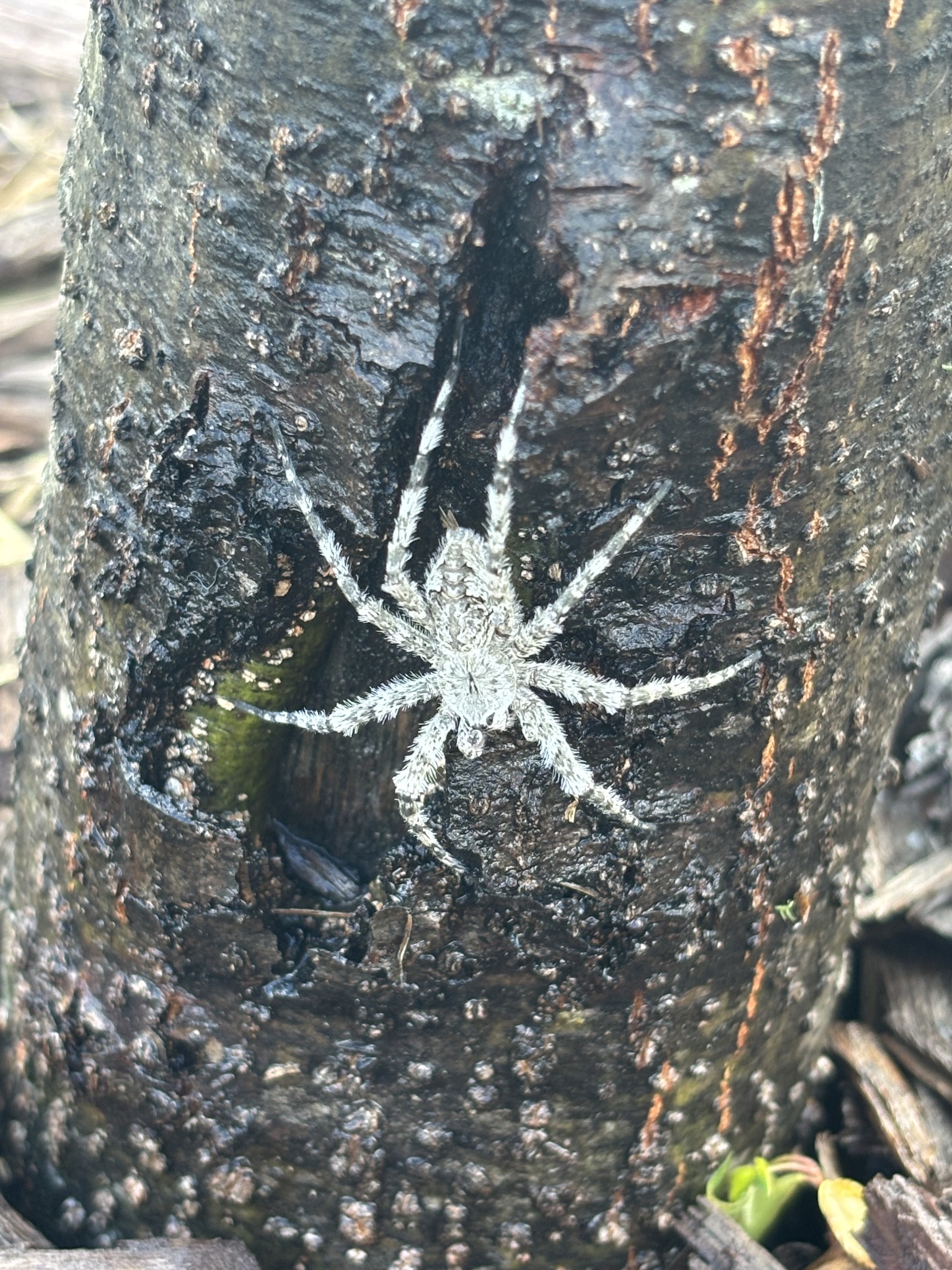 A light-colored spider rests on a dark, textured tree trunk.